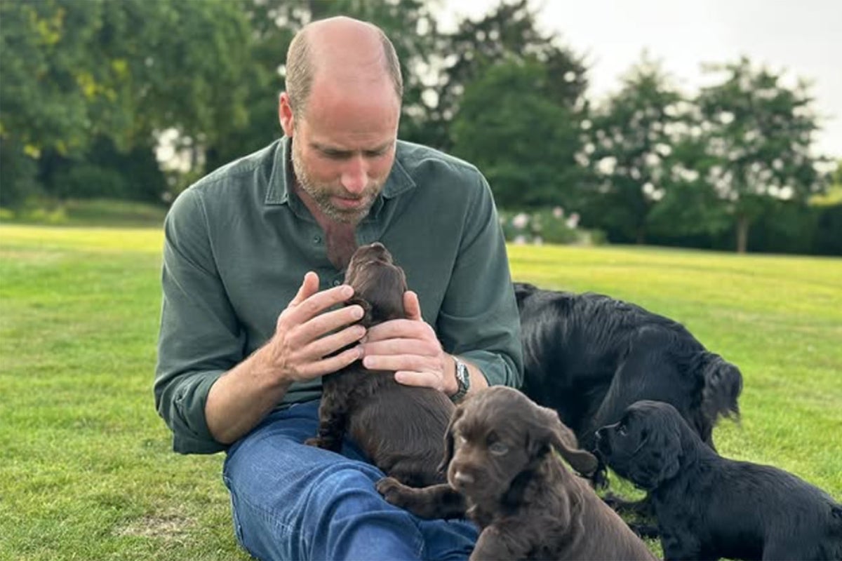 Prince William and Kate Introduce New Cocker Spaniel Otto on His First Birthday — image 1