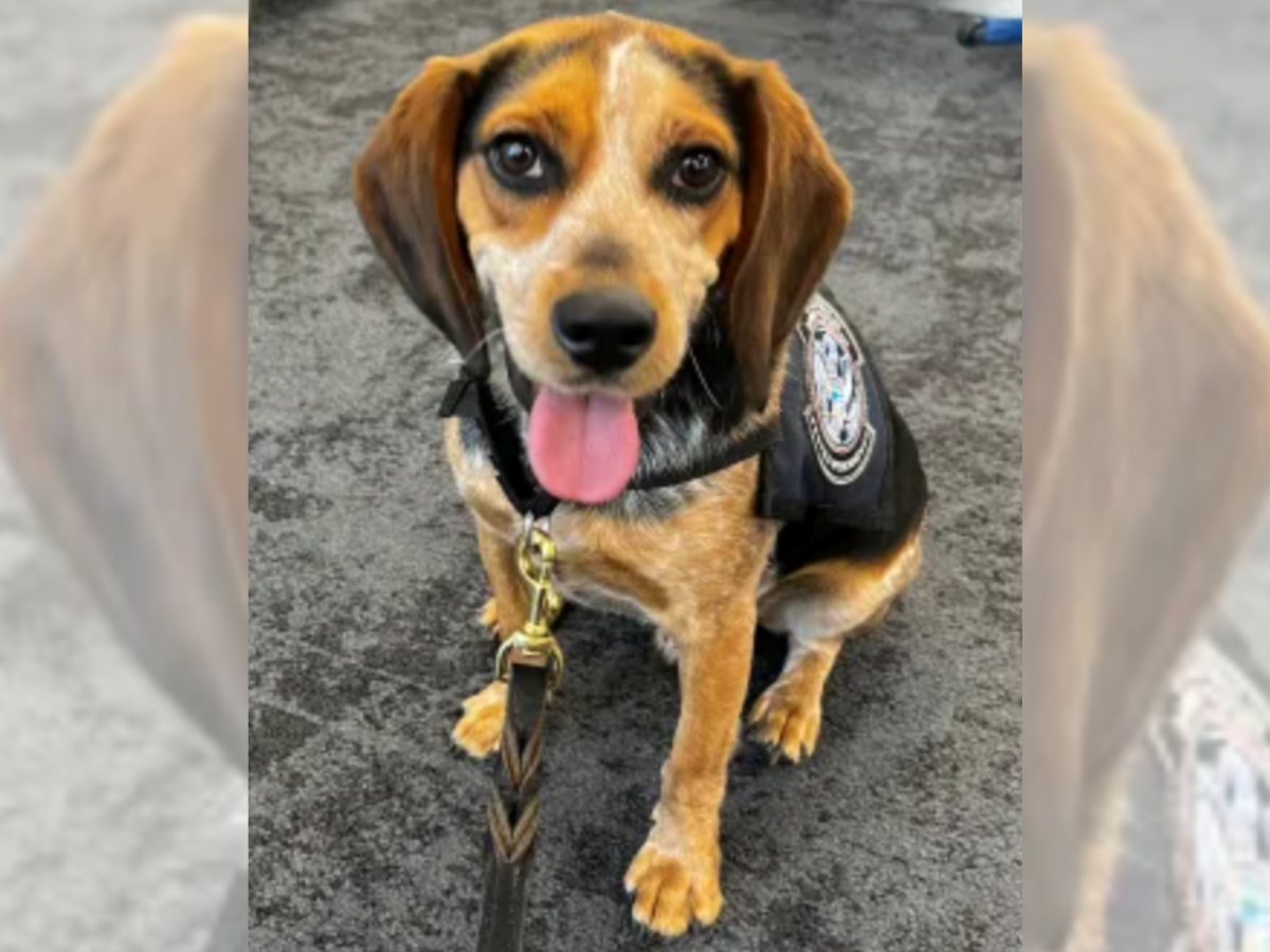 Freddie the K9 beagle returns to work after being kicked by passenger at airport