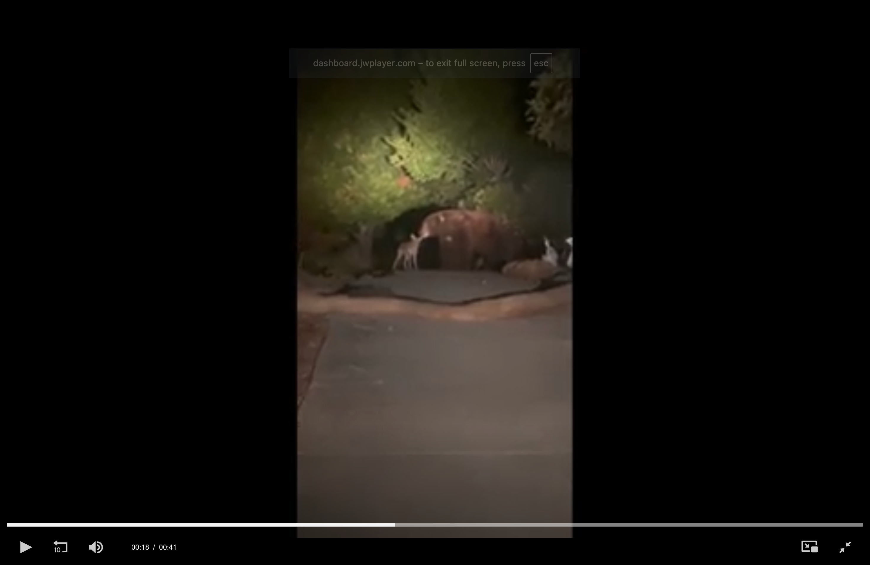 Bear spotted making friends with coyote in California