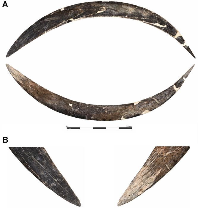 Boomerang made of mammoth tusk of Obłazowa Cave