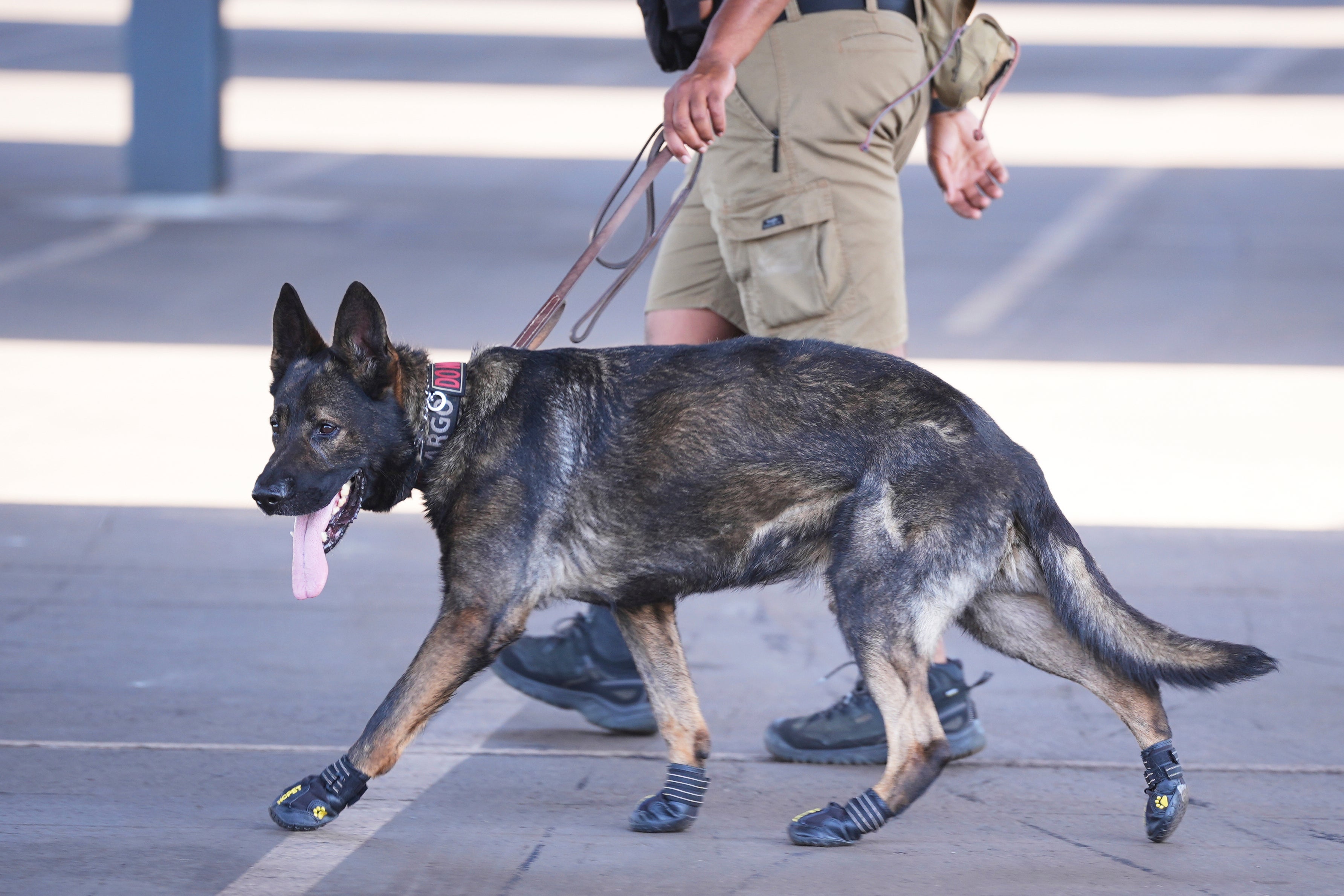 A security dog wears protective shoes due to the heat radiating off the asphalt as it patrols the stadium ahead of the Club World Cup Group D soccer match between Esperance Tunisie and Chelsea in Philadelphia, Tuesday, June 24, 2025. (AP Photo/Matt Slocum)