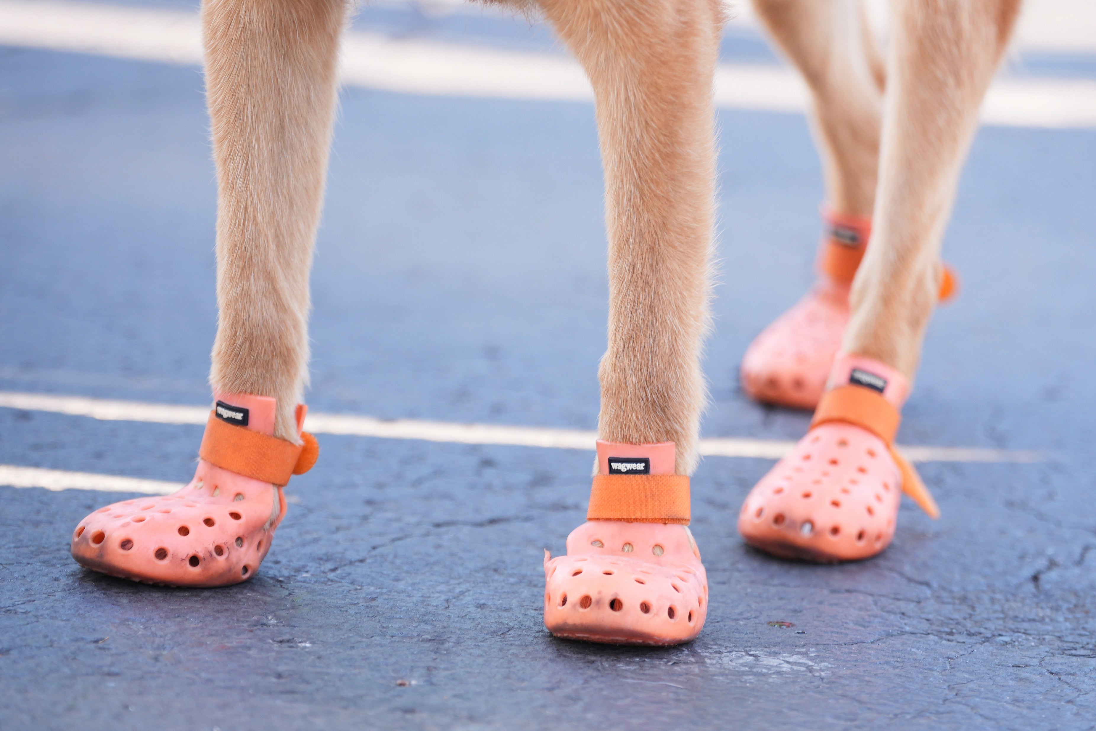 A security dog wears protective shoes due to the heat radiating off the asphalt as it patrols the stadium ahead of the Club World Cup Group D soccer match between Esperance Tunisie and Chelsea in Philadelphia, Tuesday, June 24, 2025. (AP Photo/Matt Slocum)