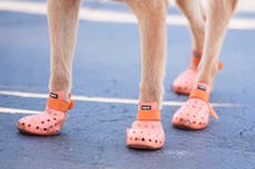Police dogs given booties for protection during the Club World Cup
