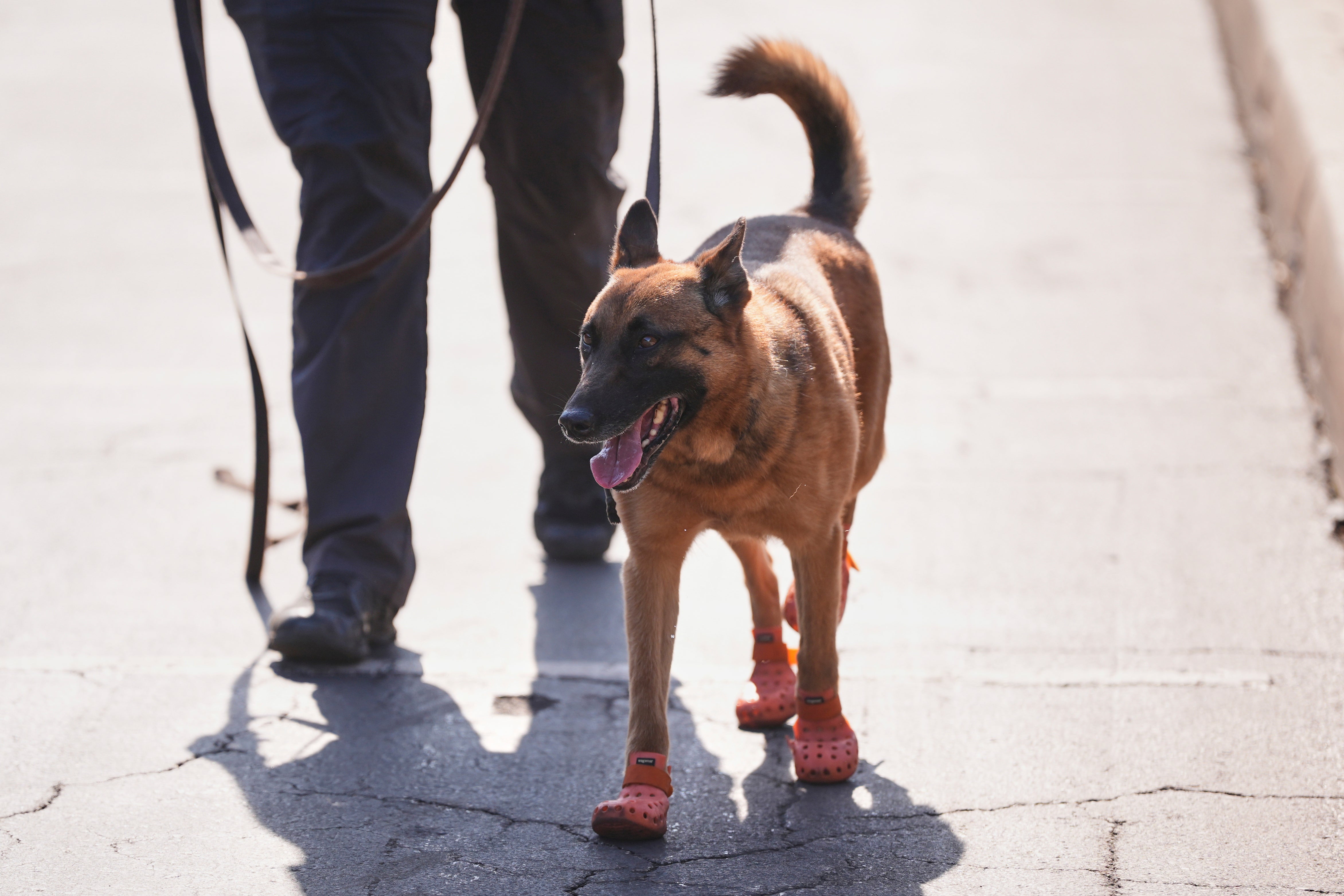 A security dog wears protective shoes due to the heat radiating off the asphalt as it patrols the stadium ahead of the Club World Cup Group D soccer match between Esperance Tunisie and Chelsea in Philadelphia, Tuesday, June 24, 2025. (AP Photo/Matt Slocum)