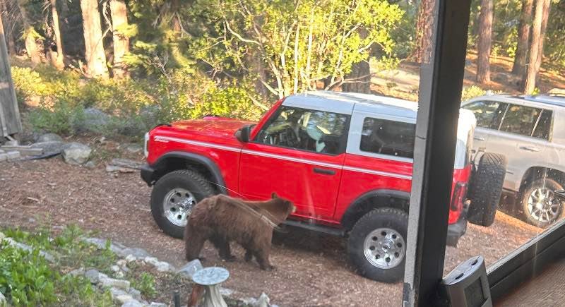 California Department of Fish and Wildlife shared a photograph of the black bear