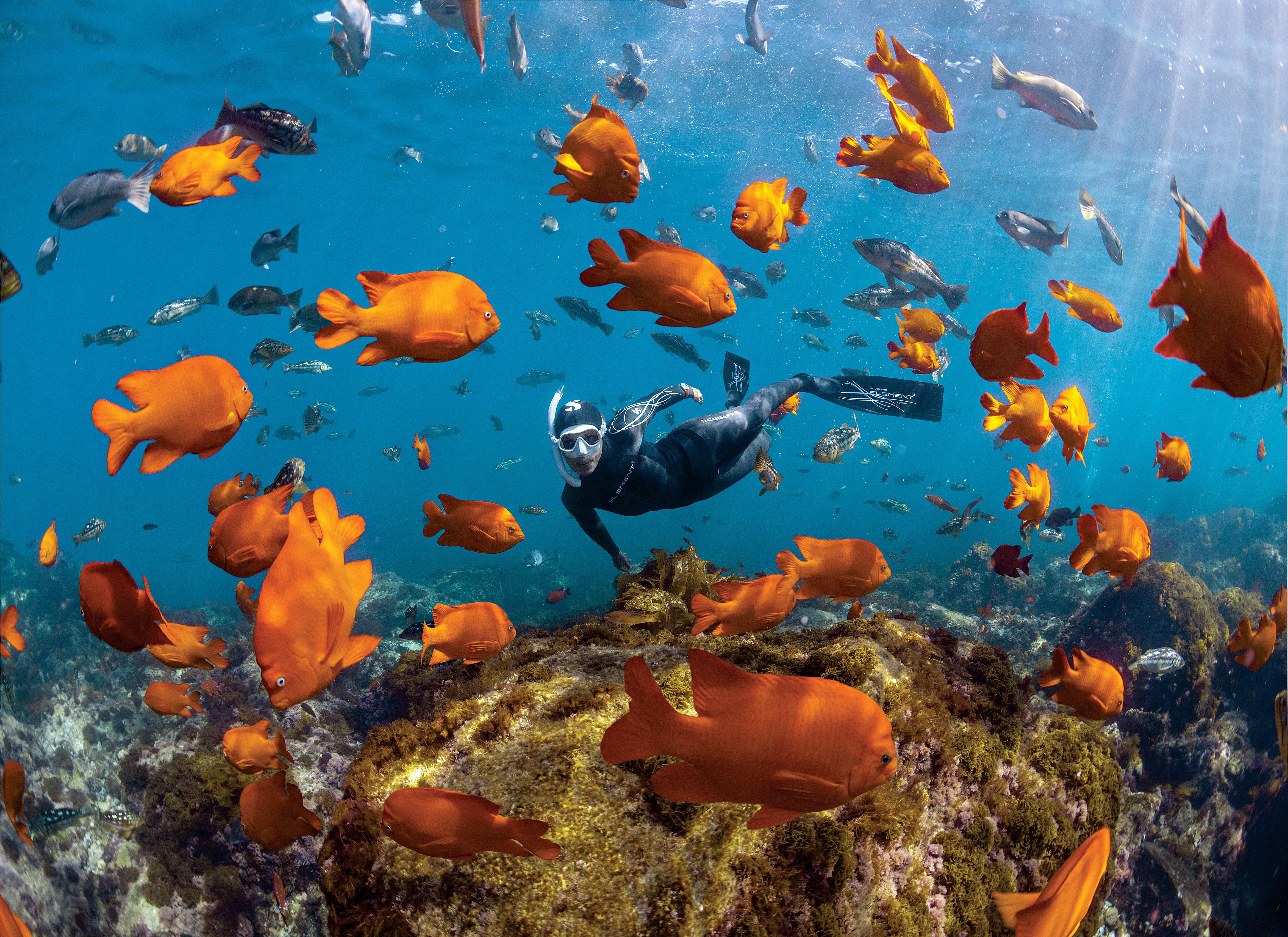 A snorkeler explores the waters off Catalina Island