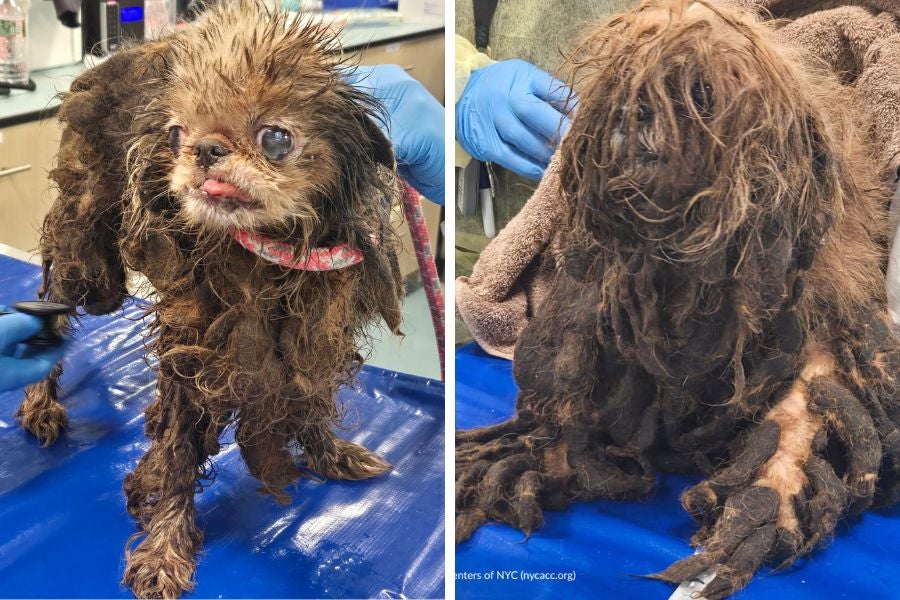 Heartbreaking photos show squalid conditions elderly woman died in – as authorities rescue over 80 dogs who lived with her
