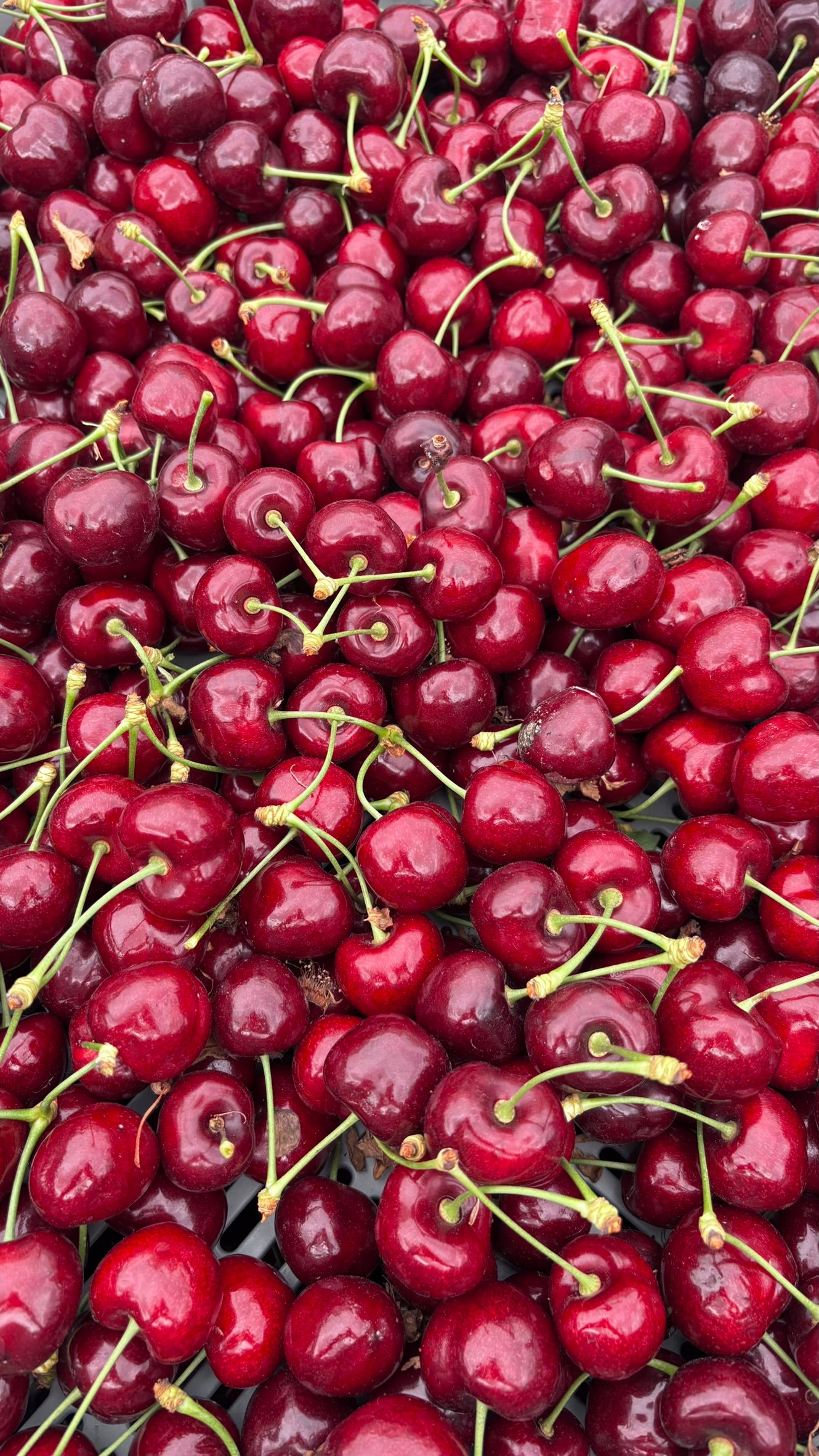 Good weather has produced the largest predicted cherry yield for three years