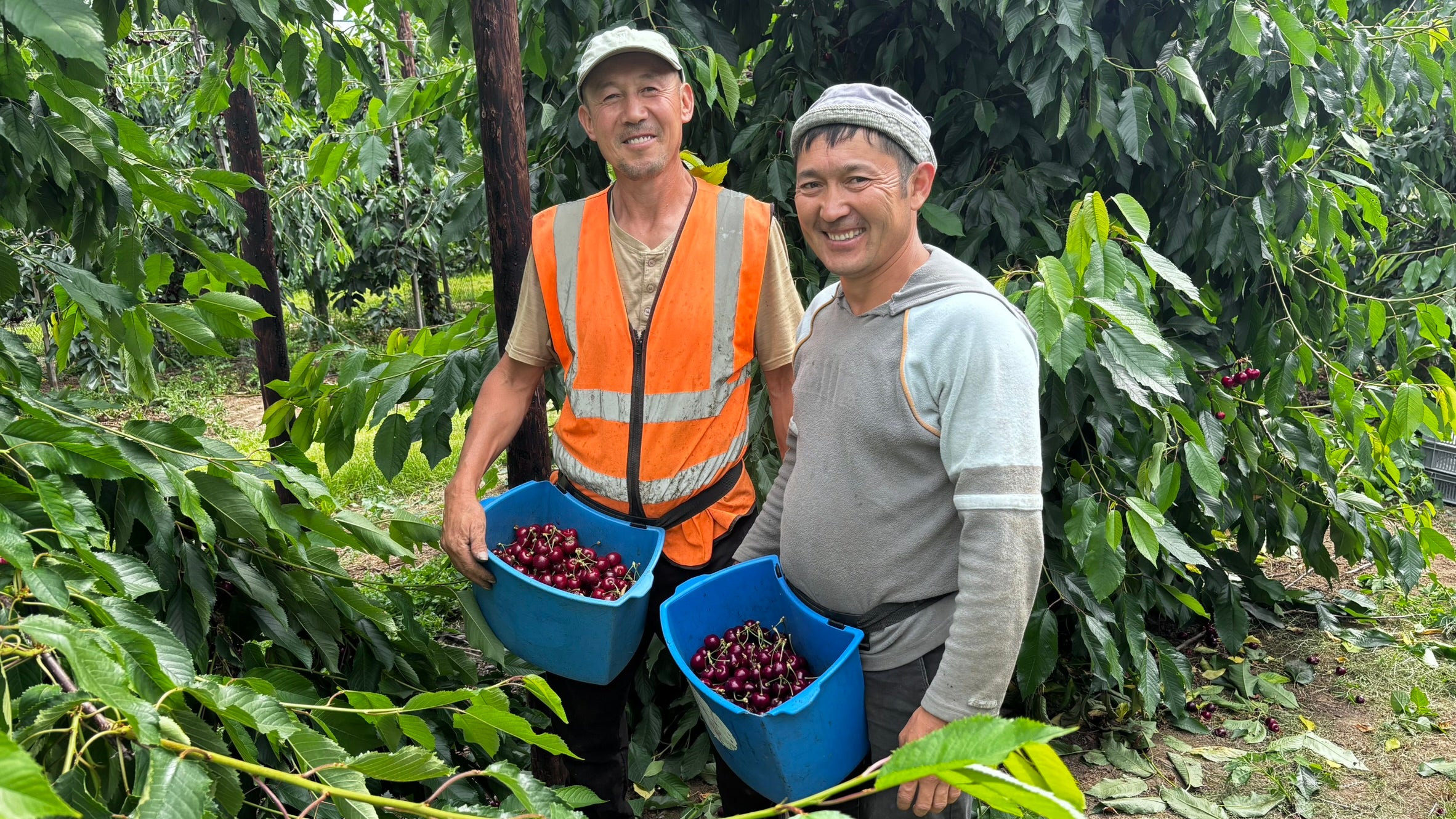 Farm pickers at AC Hulme and Sons Farm in Kent