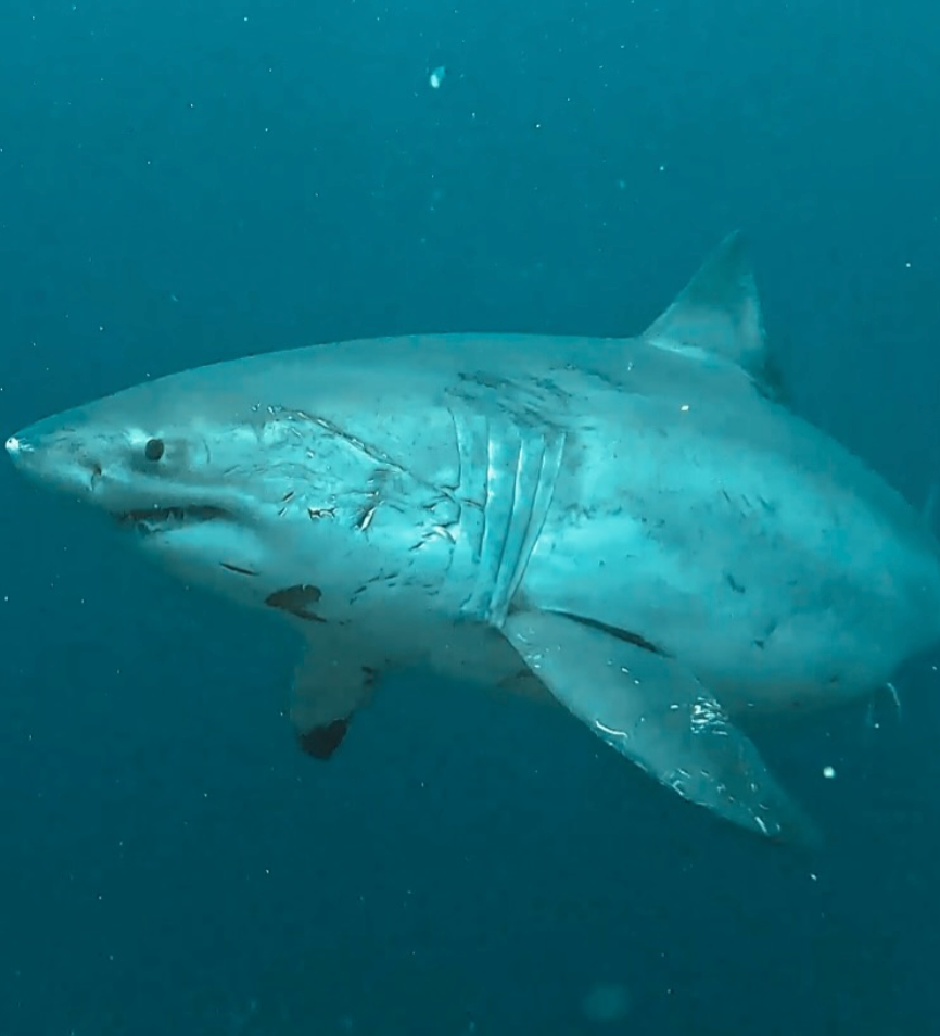 Moment diver comes face to face with giant great white shark