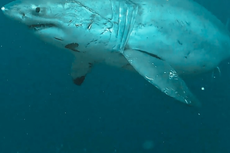 Moment diver comes face to face with giant great white shark