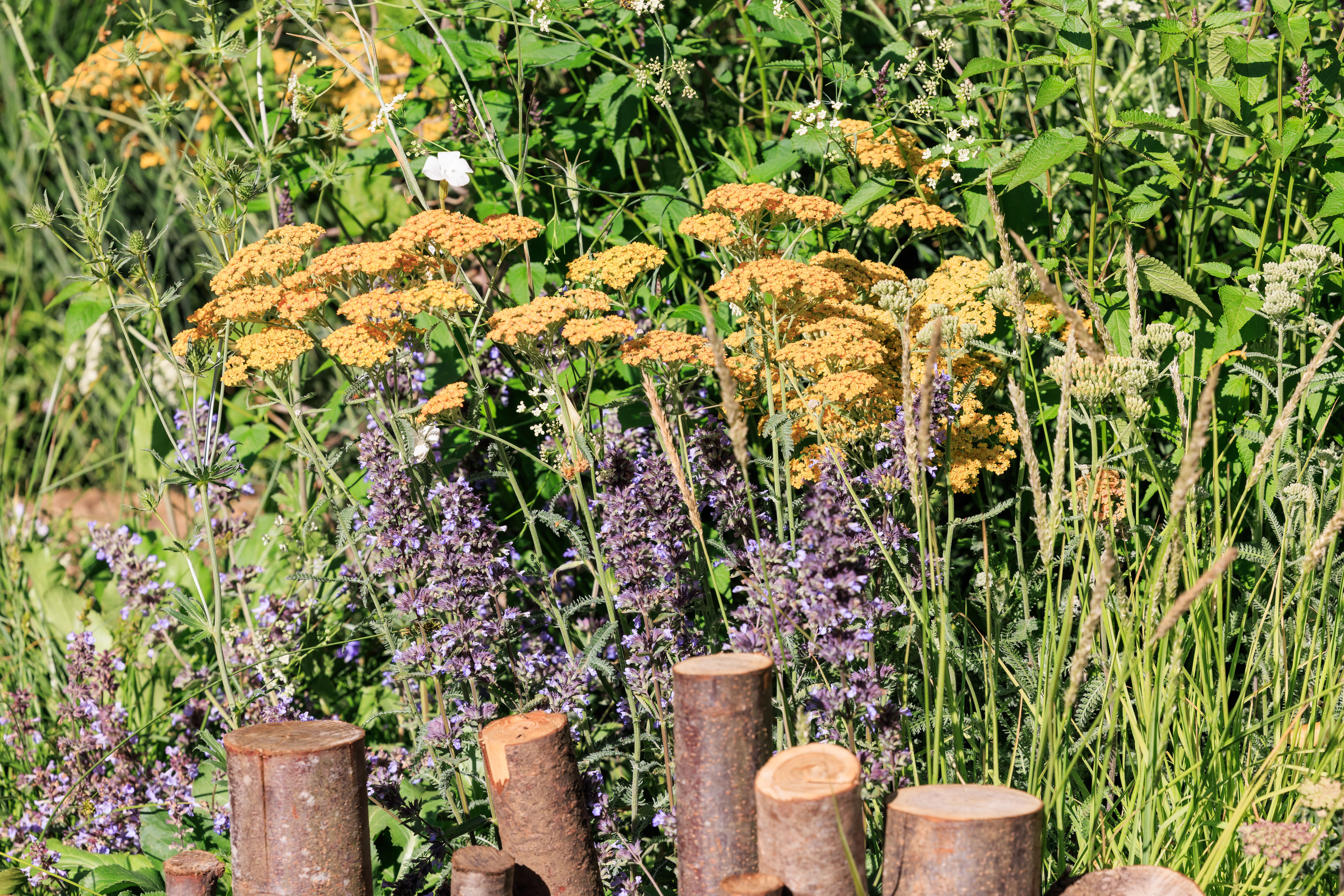 Garden designers are using Mediterranean planting at the Hampton Court Palace Garden Festival (Oliver Dixon/RHS/PA)
