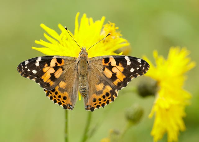 <p>The painted lady butterfly, one of the species to look out for this summer</p>