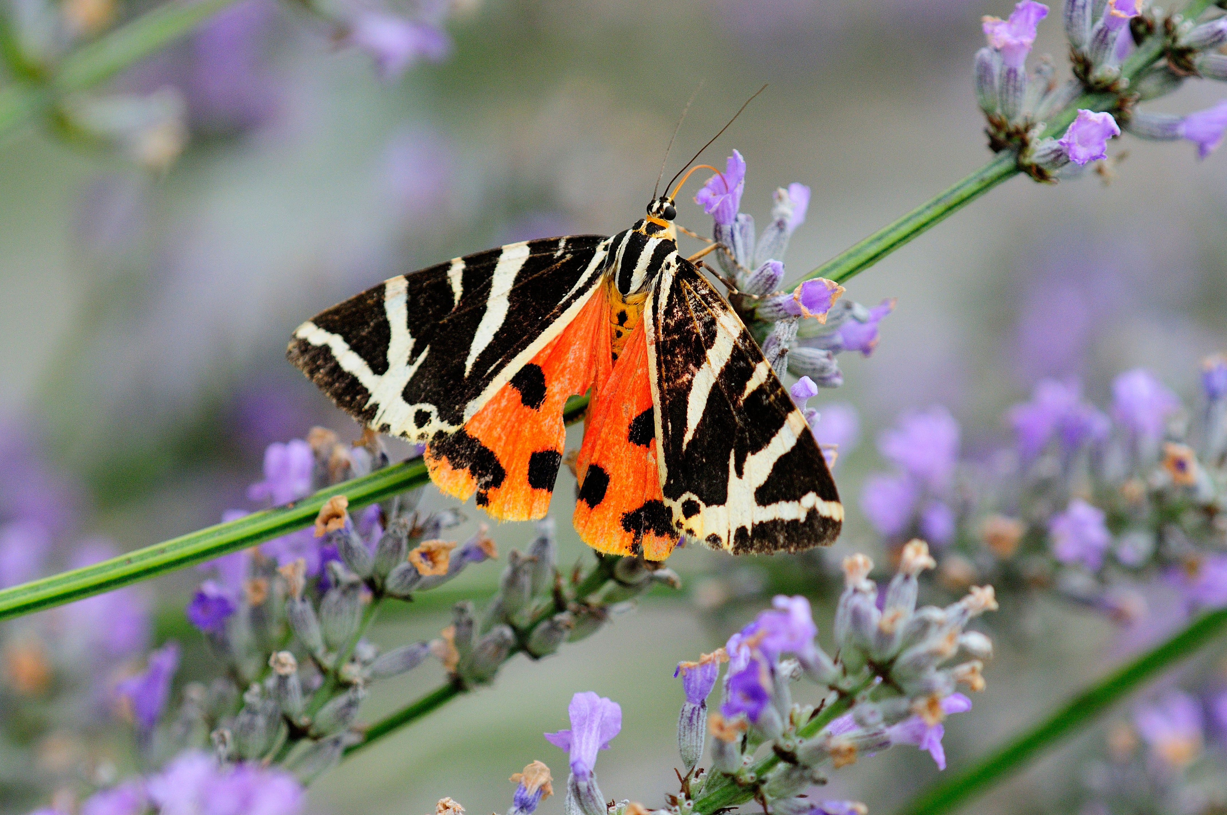 The Jersey tiger moth