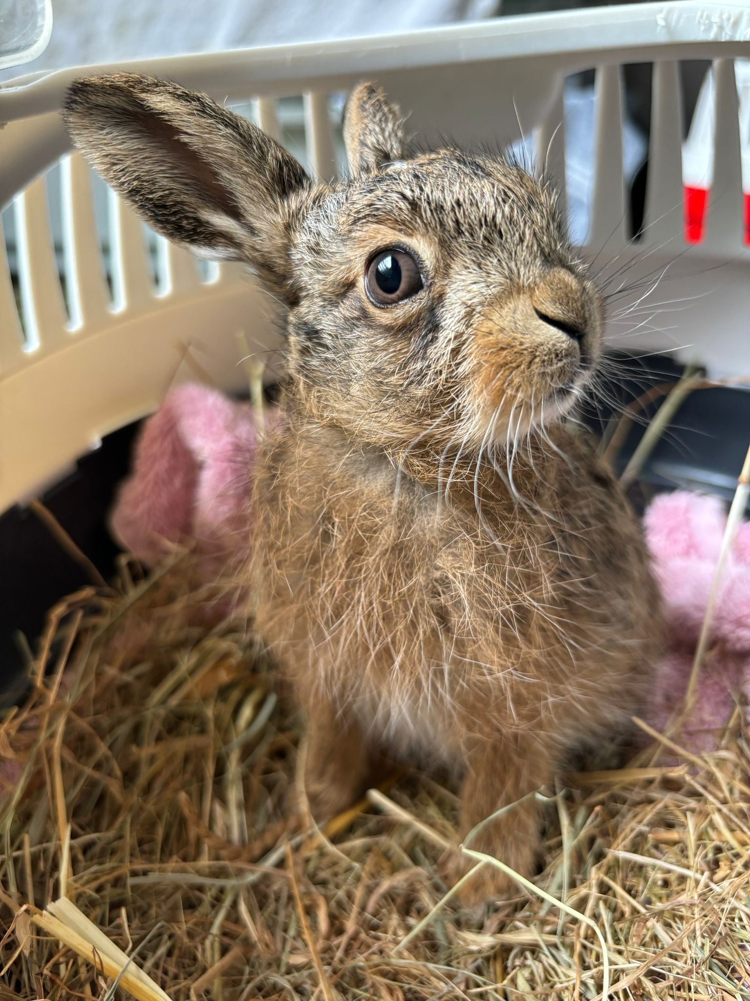 Bruno the hare was delivered by emergency C-section