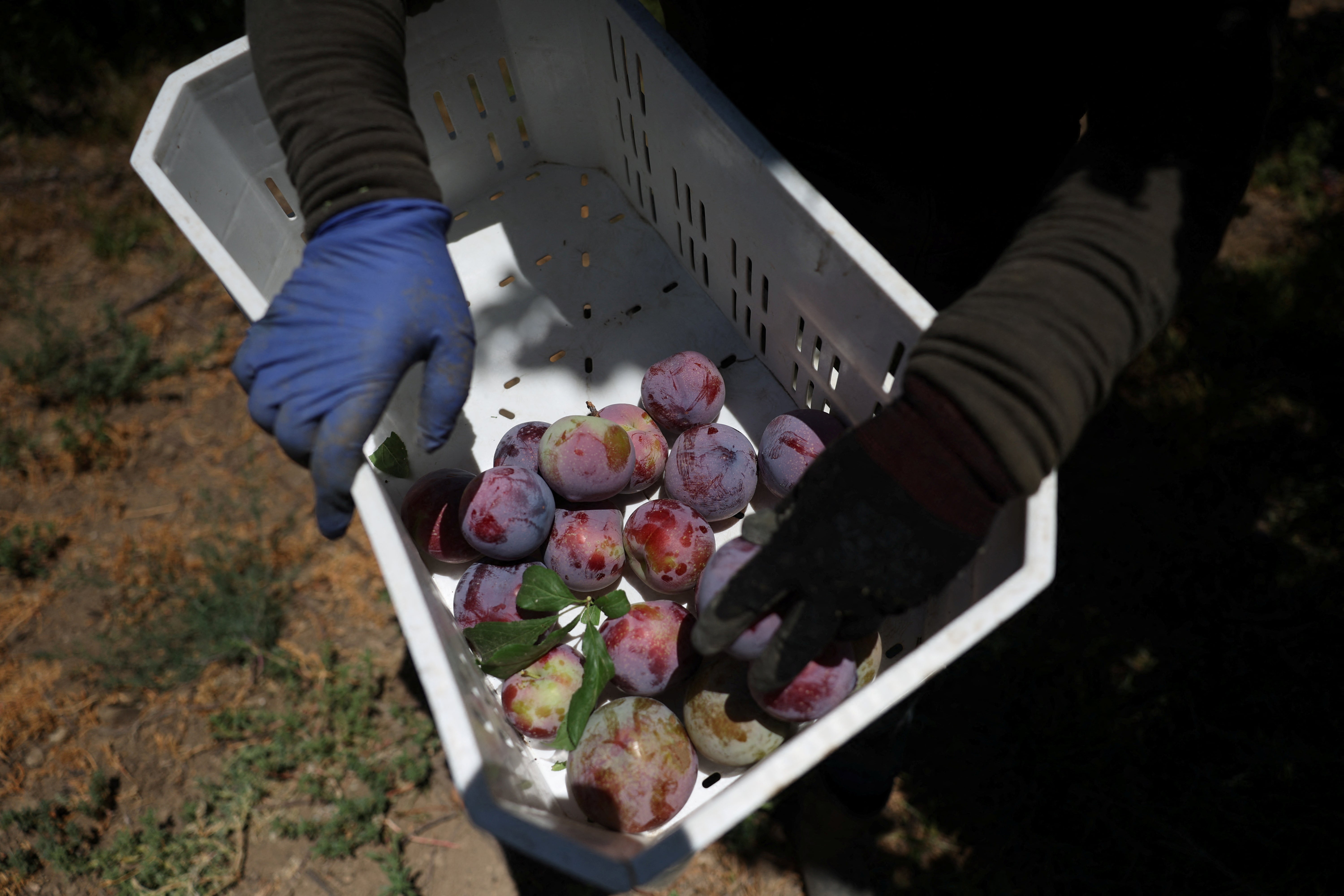 A Guatemalan immigrant harvests plums at a farm in California