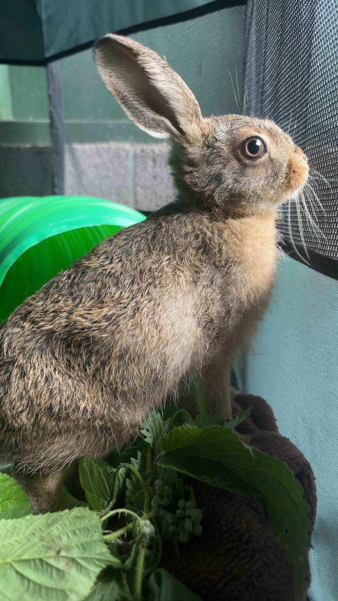 Bruno the hare has grown in leaps and bounds