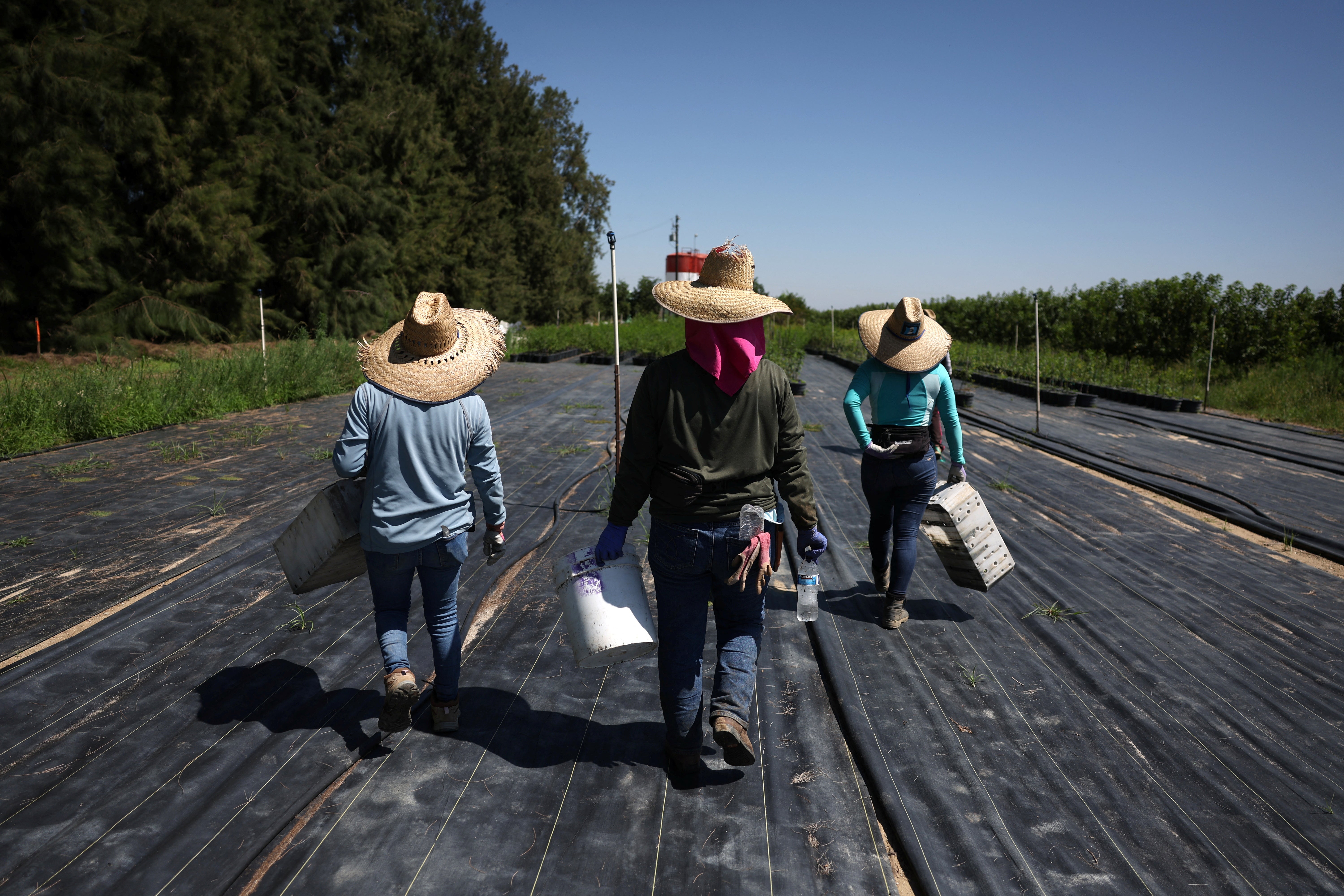 Many workers were still returning to the fields, despite the raids, out of economic necessity