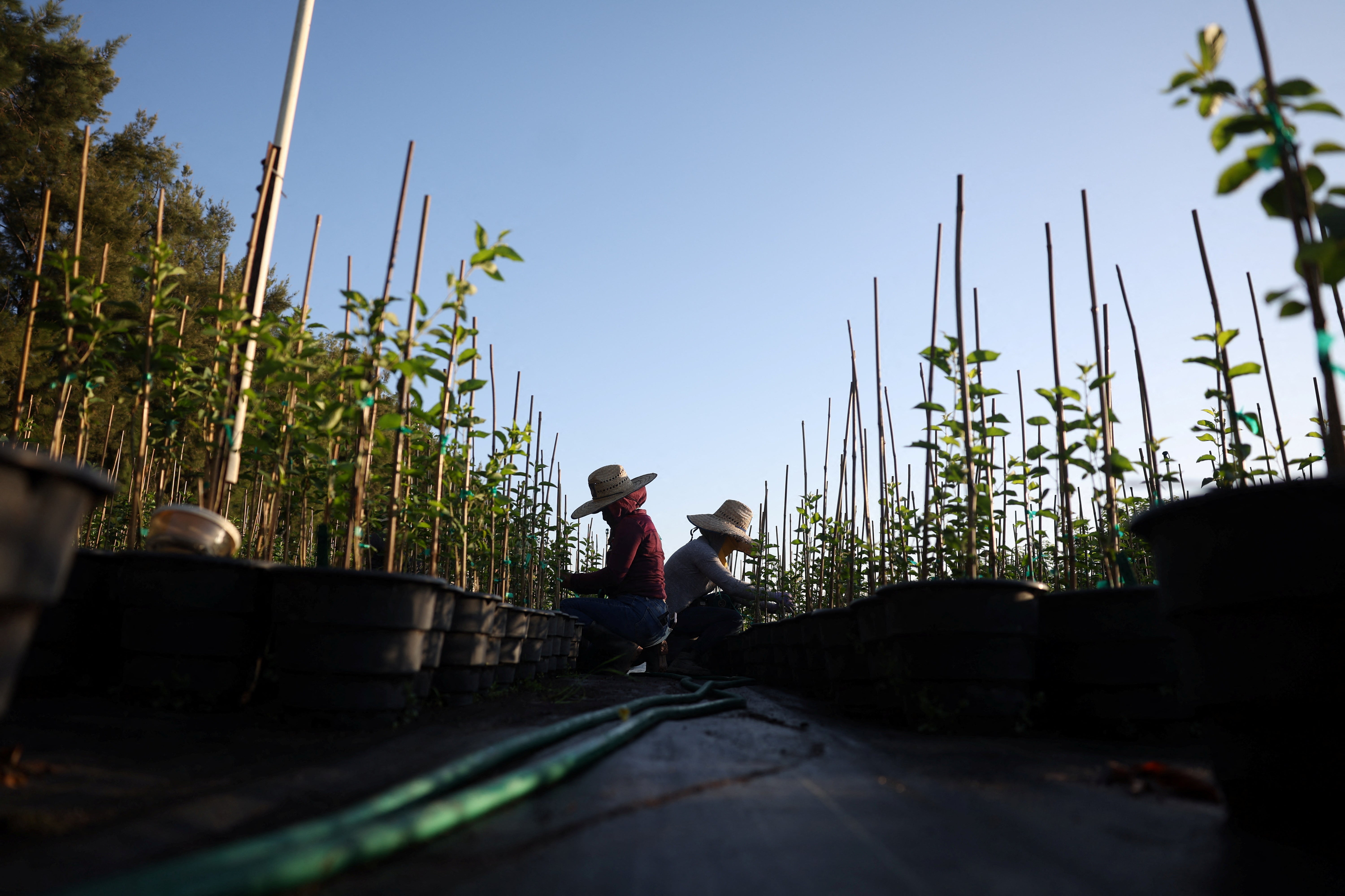 Trump’s ICE raids on farms risk US food supply, economists warn