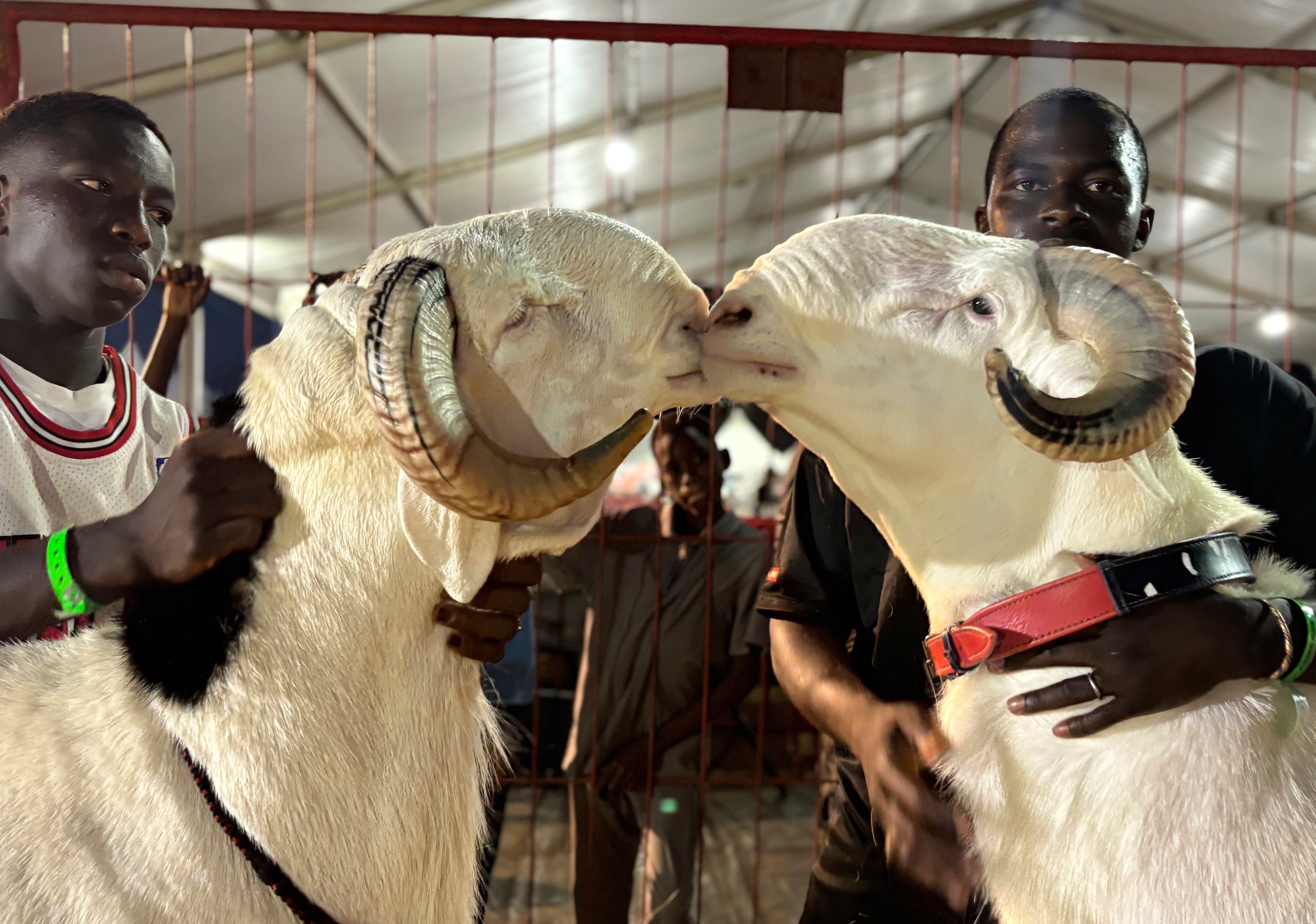 Senegal Luxury Sheep Contest