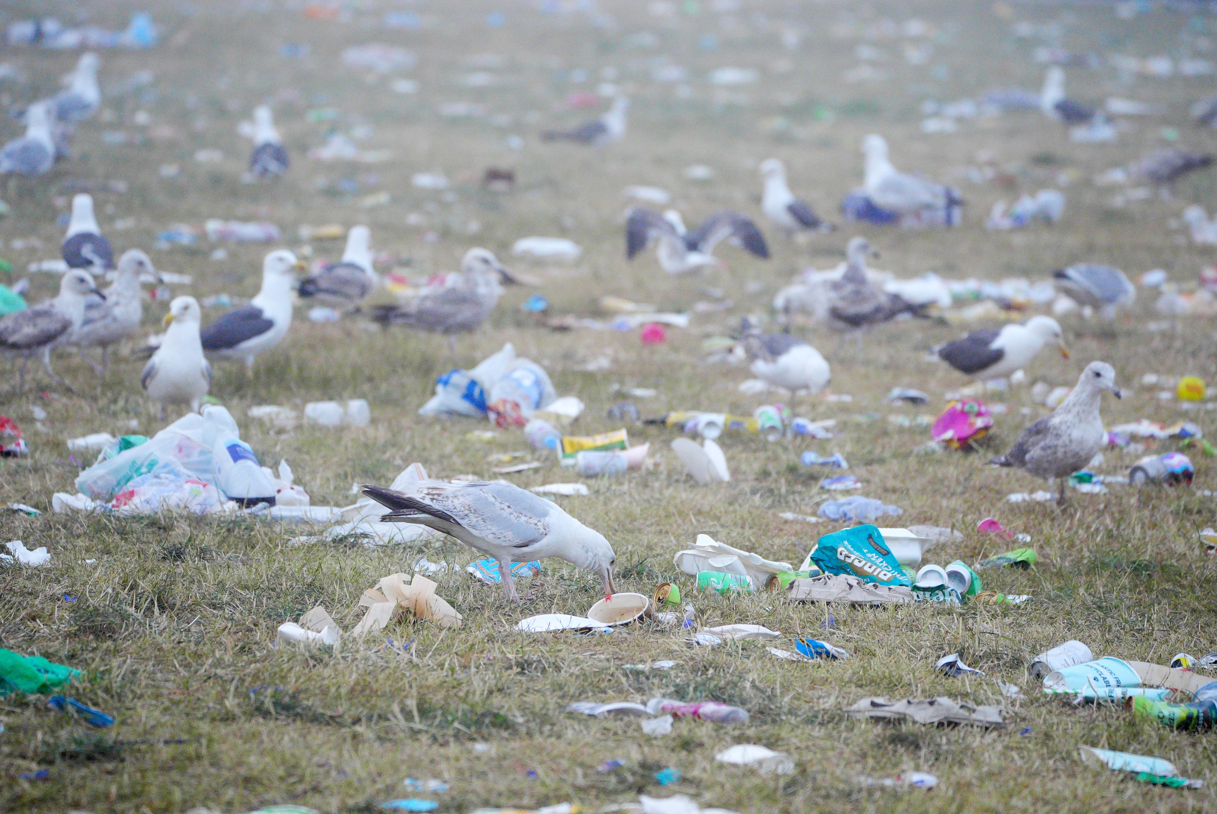 Birds pick through a field covered in litter at the end of the Glastonbury Festival at Worthy Farm in Somerset