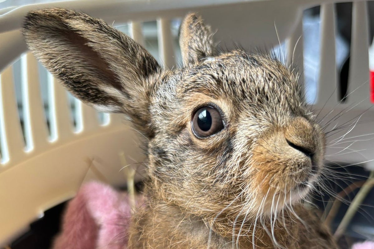 Farmer performs emergency C-section on dead hare to deliver ‘miracle’ baby