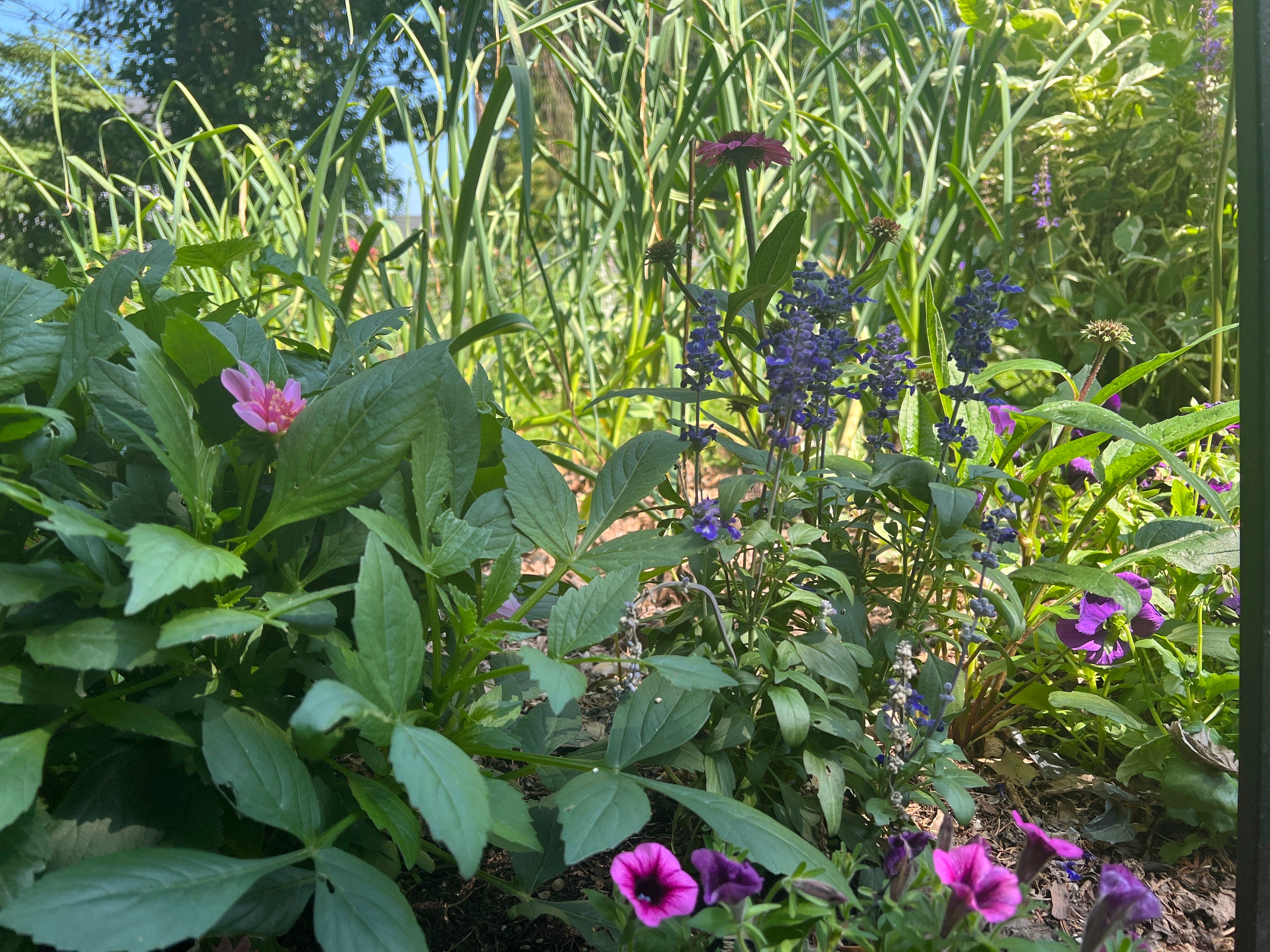 Gardening - Small Spaces