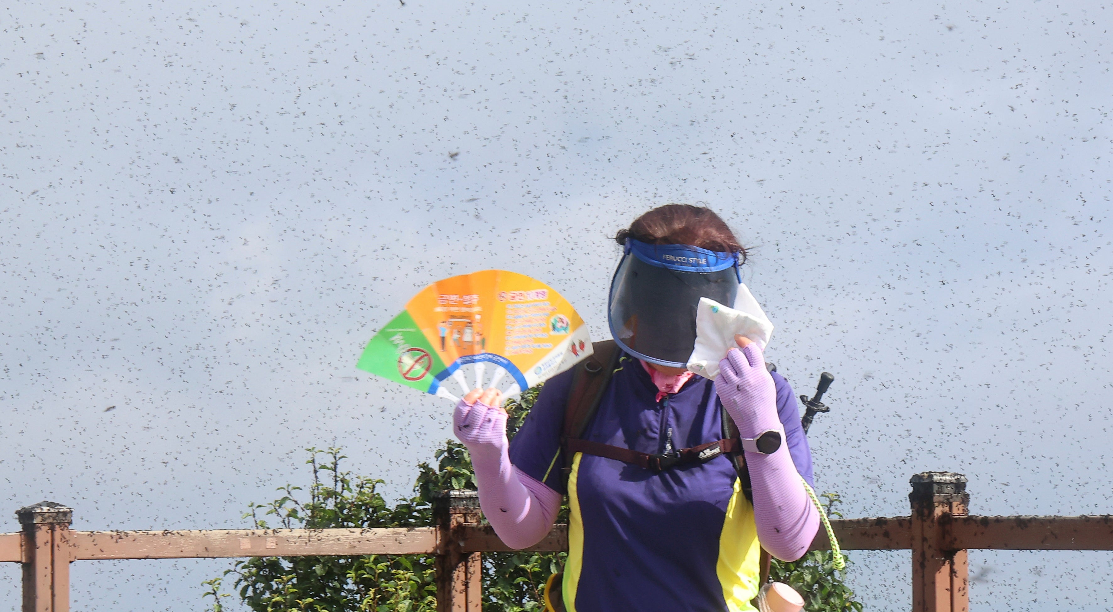 A woman tries to avoid a swarm of lovebugs on the summit of Mount Gyeyang in Incheon, South Korea