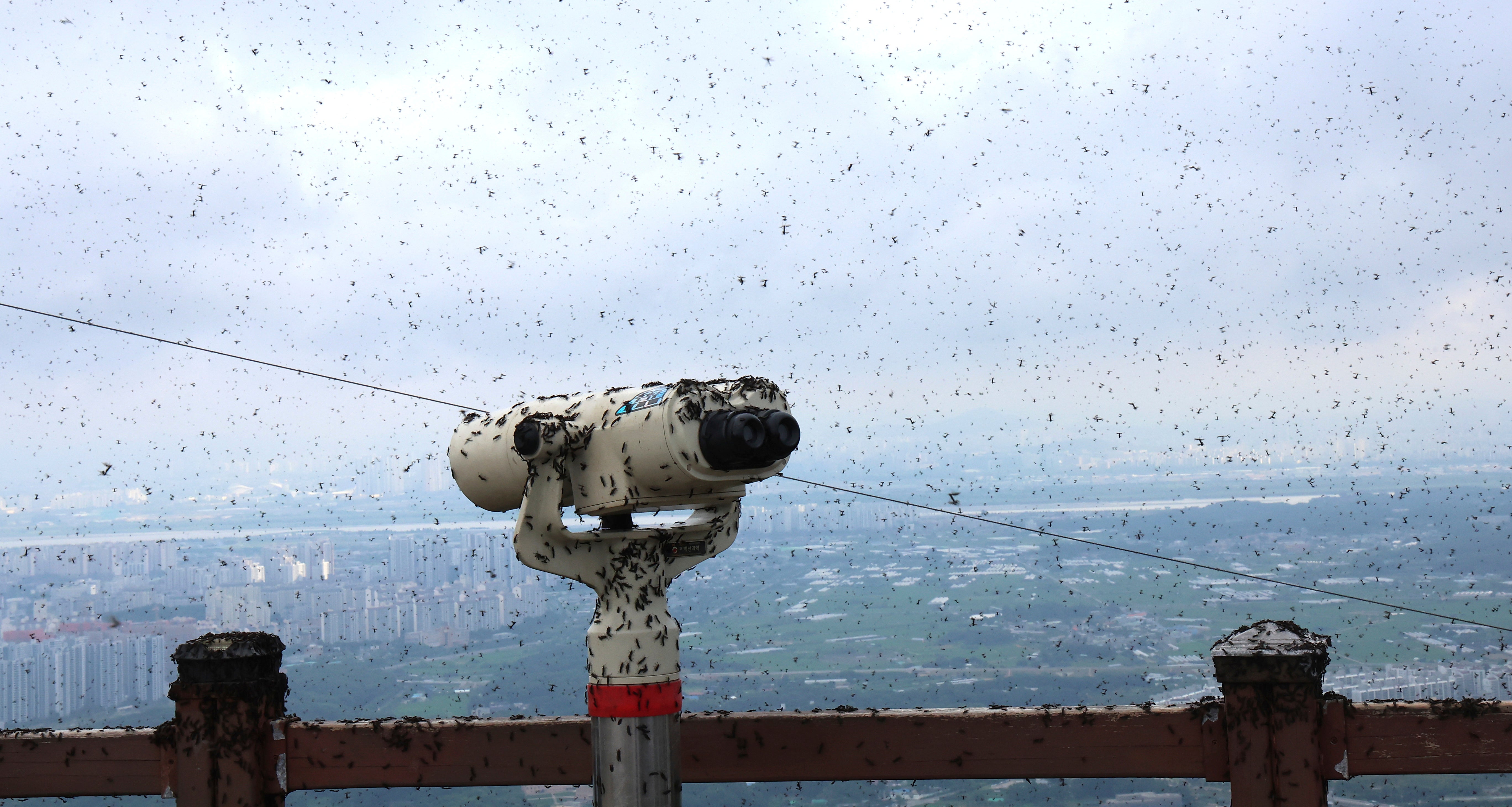 A telescope is covered with lovebugs on the summit of Mount Gyeyang in Incheon, South Korea
