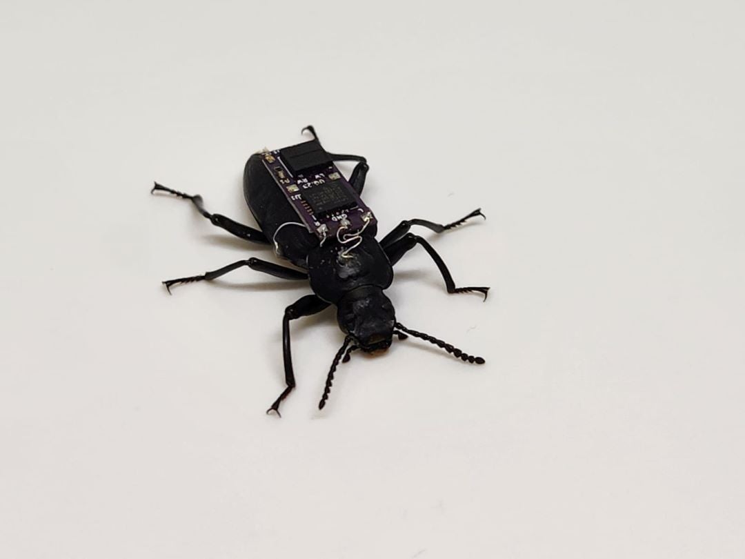 The darkling beetles (pictured) are controlled by an electronic backpack
