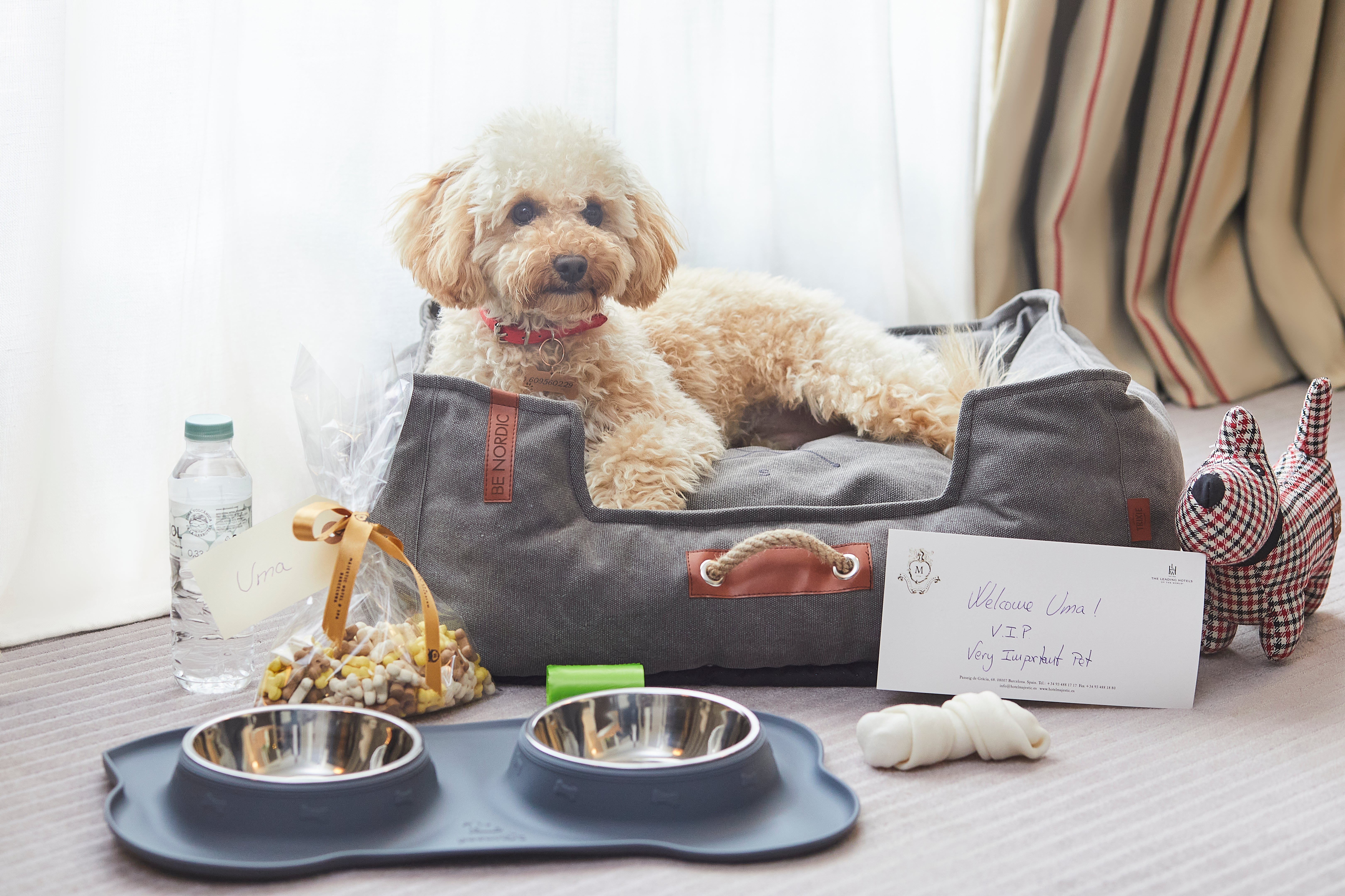 Pets are well catered for at the Majestic Hotel & Spa