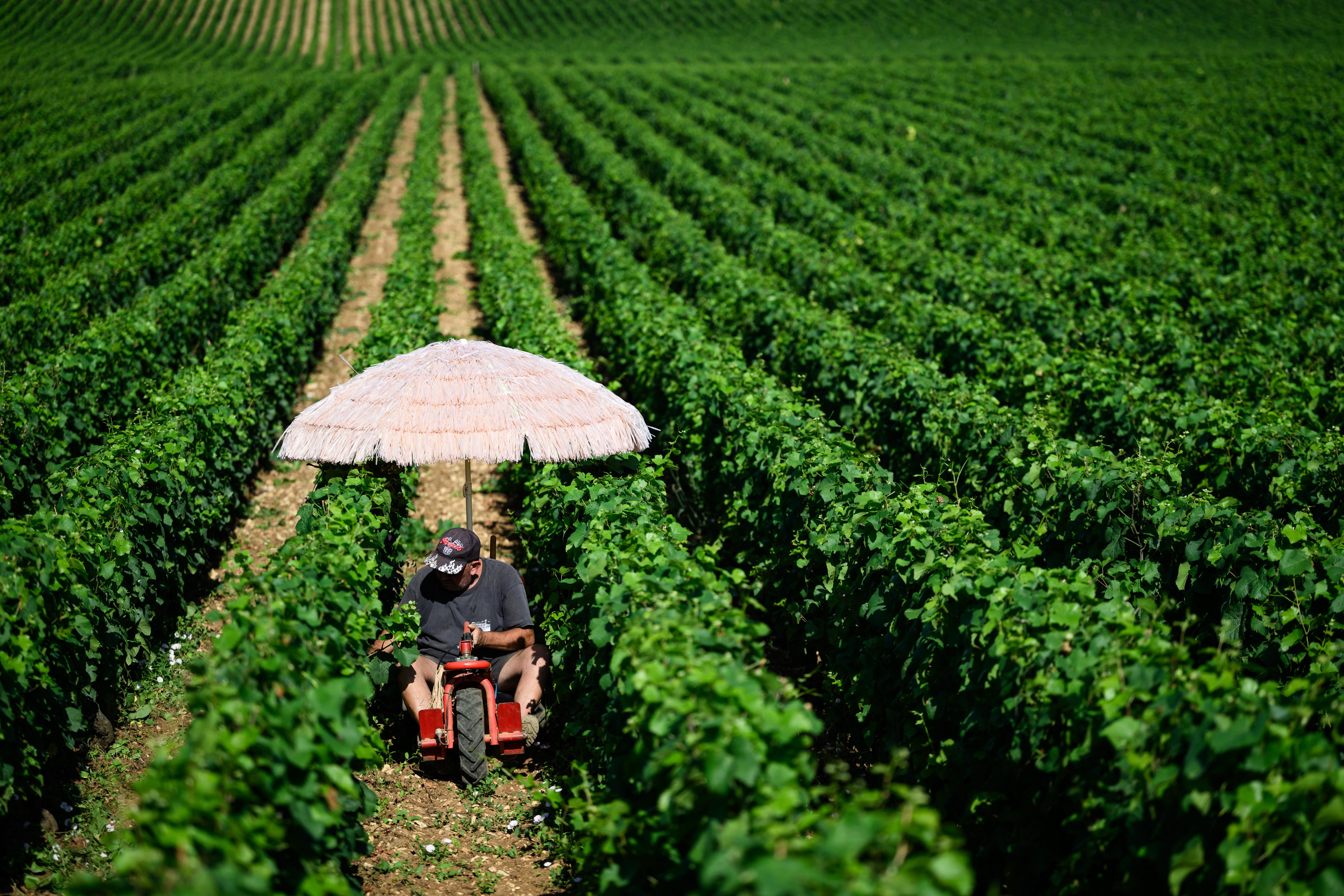 A winegrower protects himself from the sun in eastern France on Tuesday