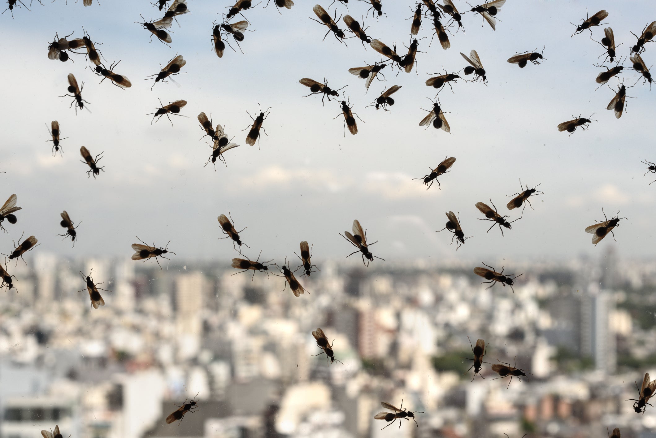 Flying ant days typically occur in July or August