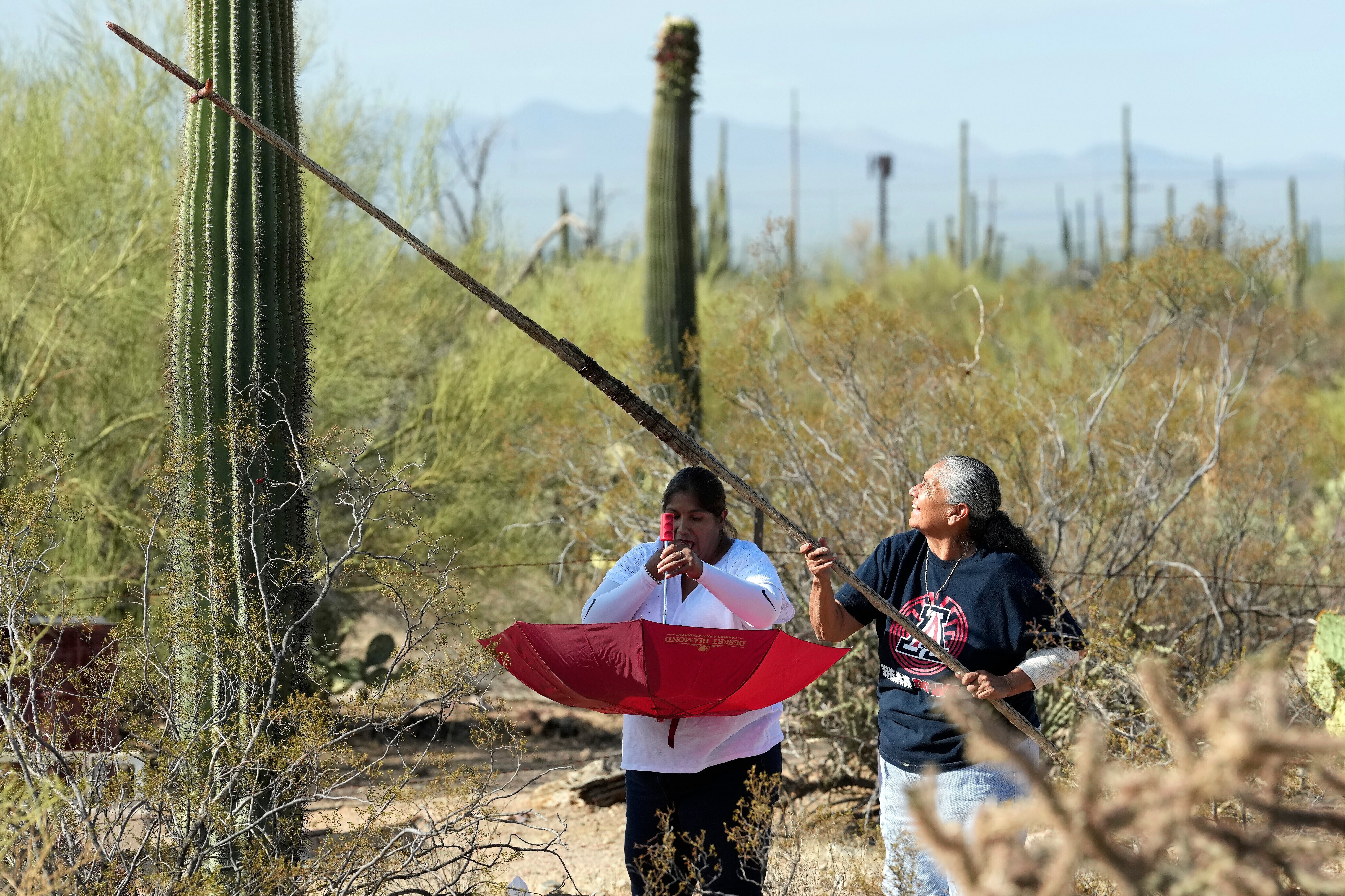 Saguaro Cactus-Harvest