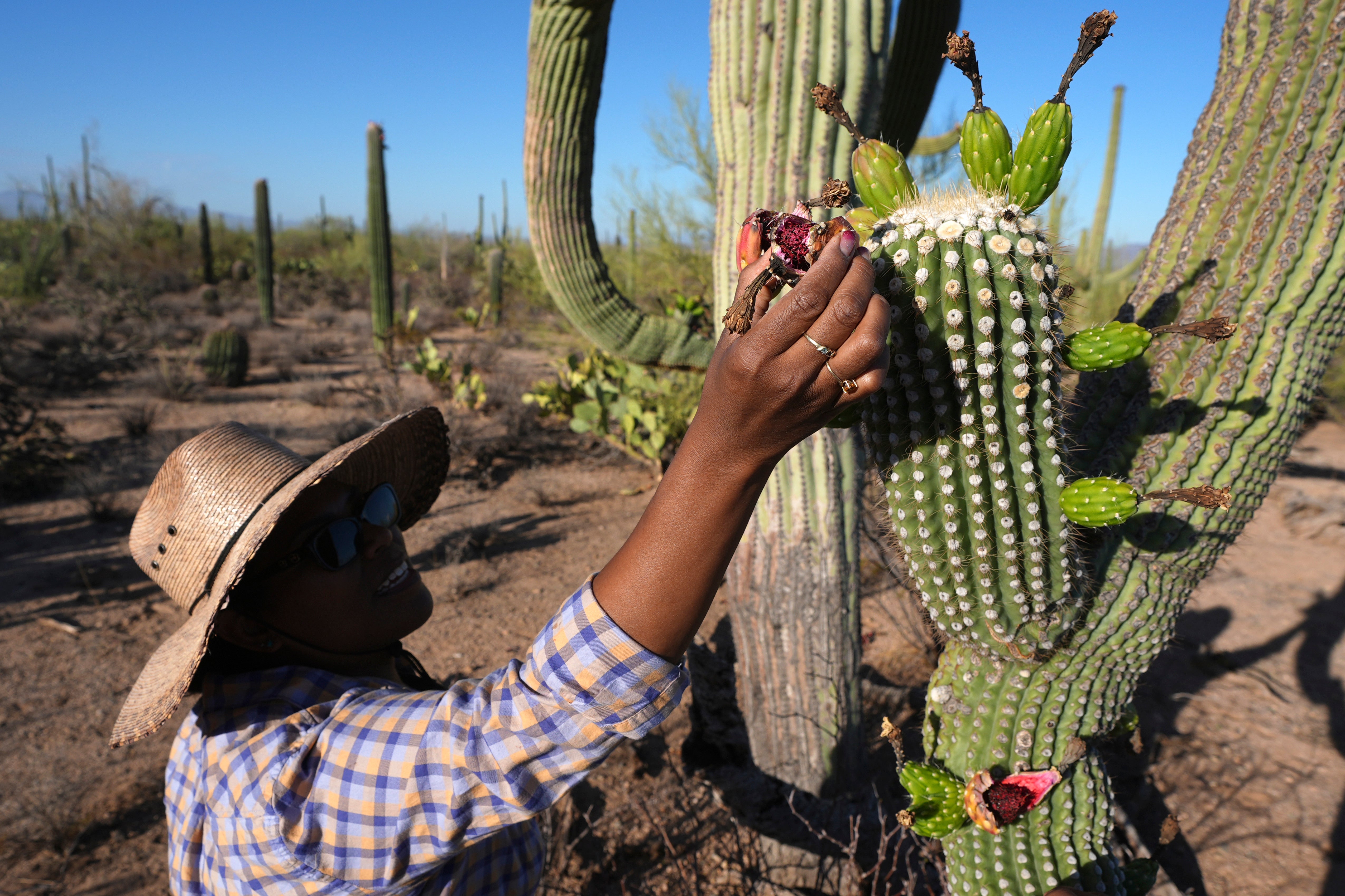 Saguaro Cactus-Harvest