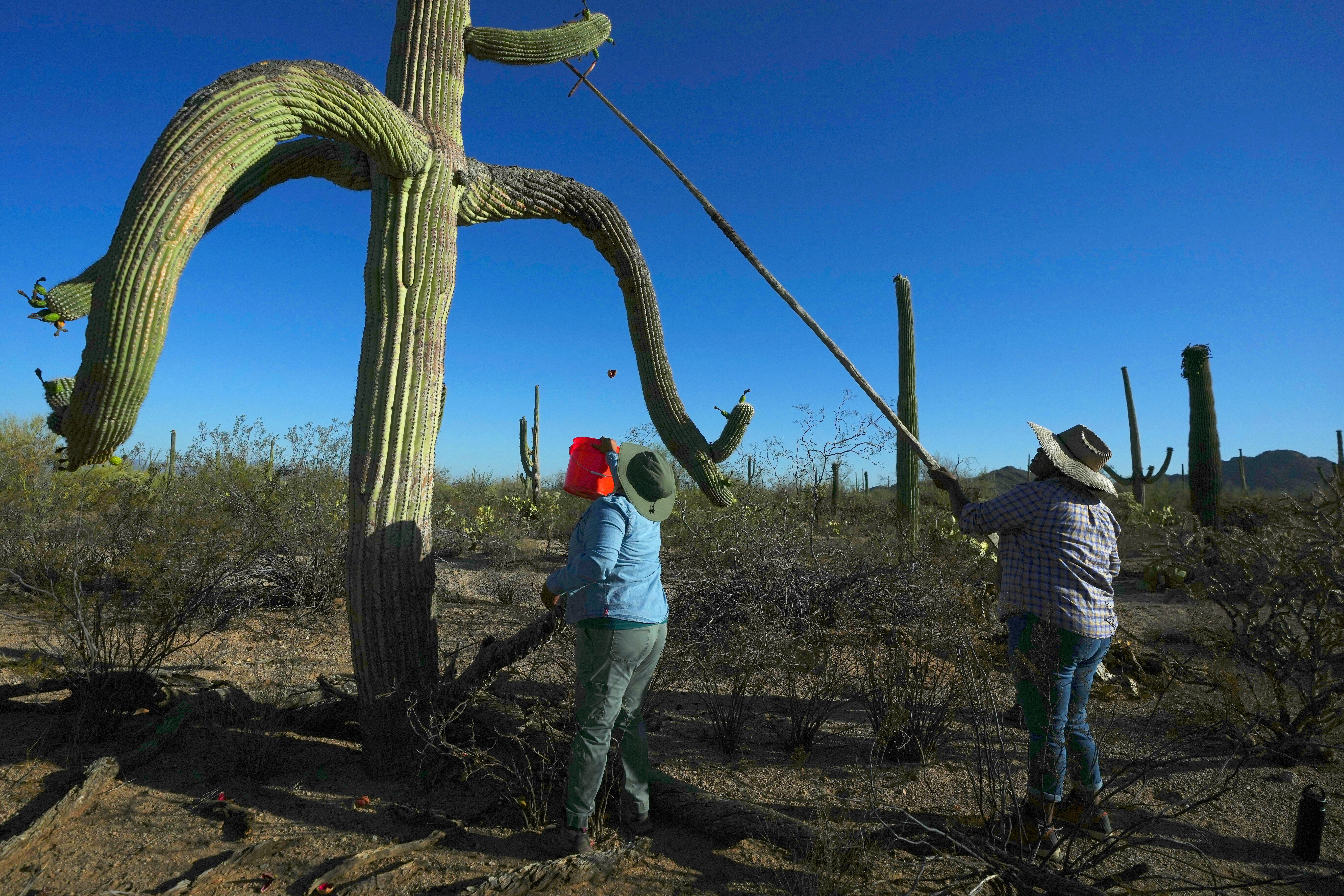 Saguaro Cactus-Harvest Photo Essay
