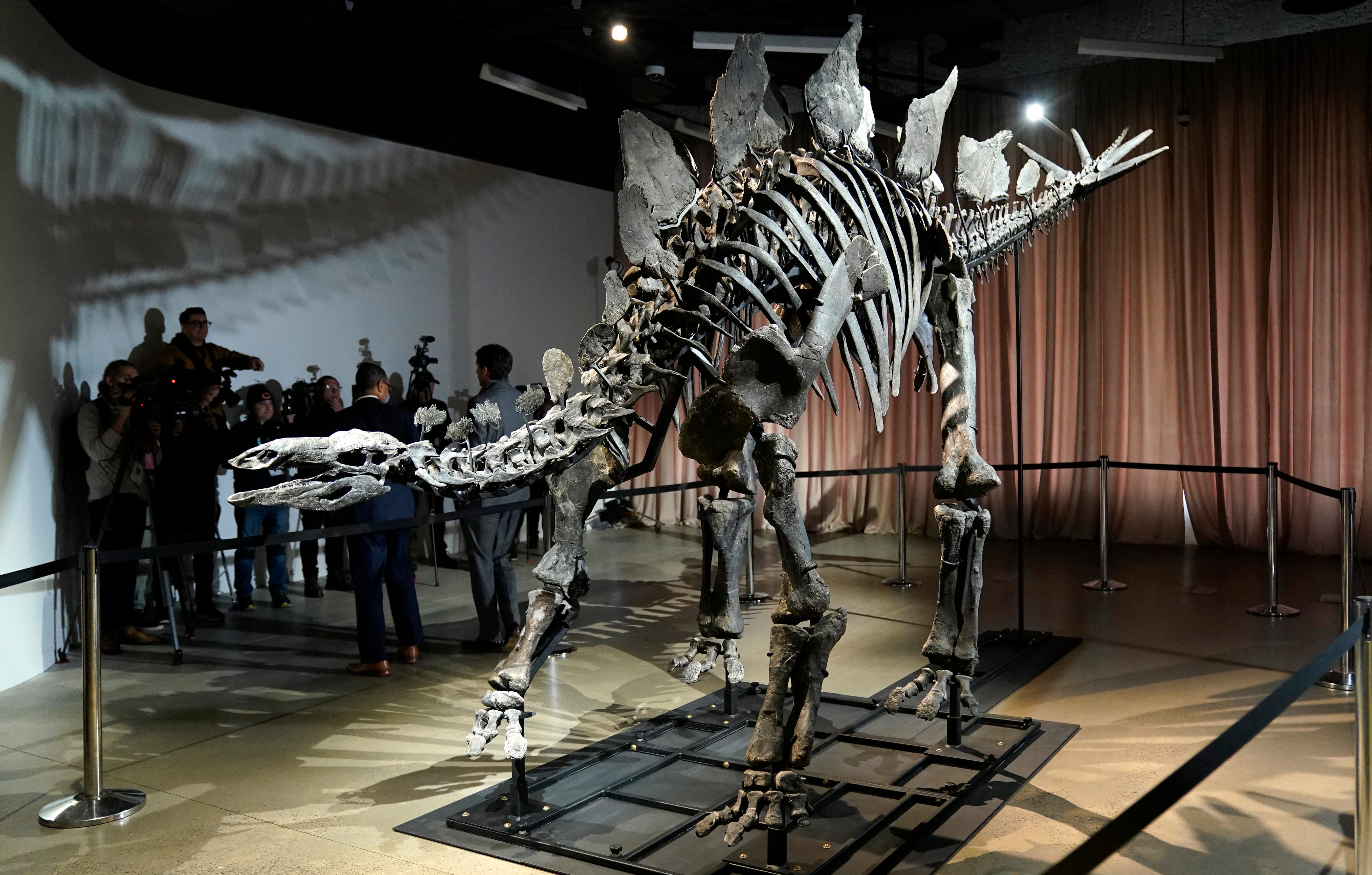 The stegosaurus nicknamed ‘Apex’ is seen at the American Museum of Natural History in New York City last December. It was auctioned by Sotheby’s earlier in the year