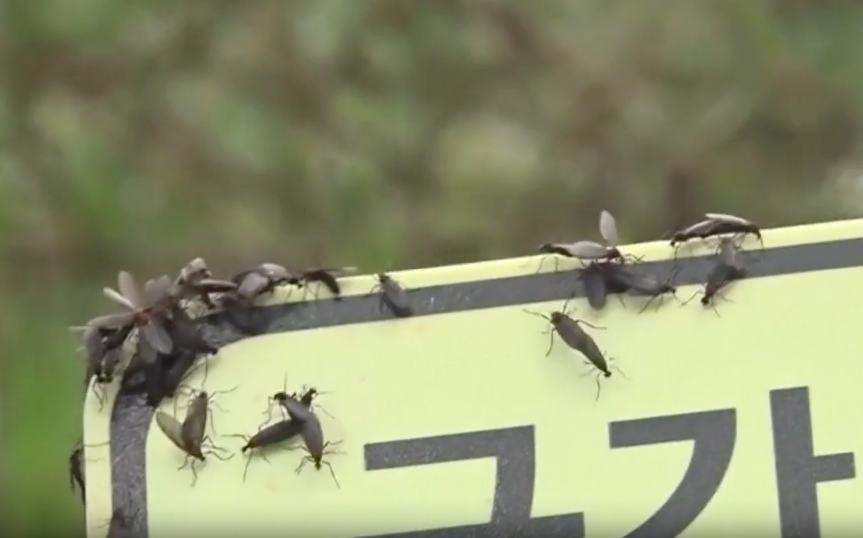 South Korea's 'lovebug' infestation