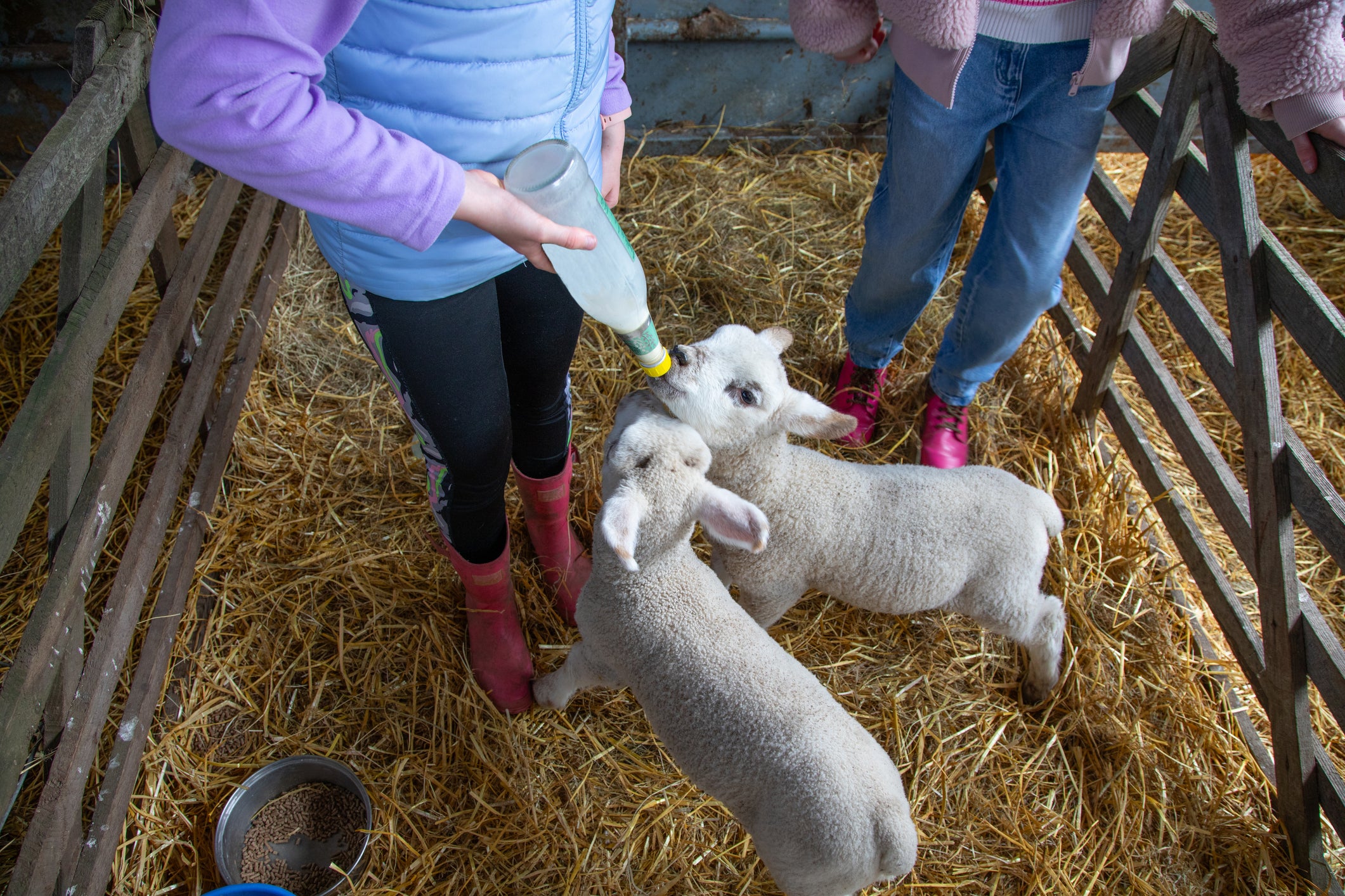 It’s free to visit furry friends at most of the city’s farms
