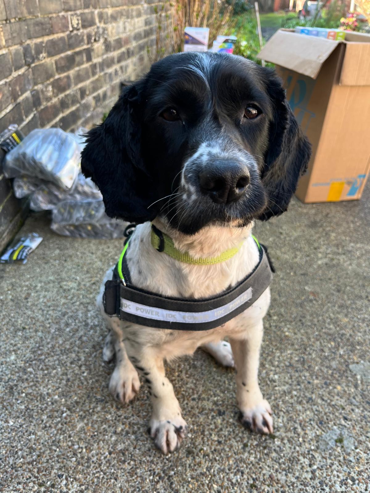The trained four-year-old springer spaniel detected smells from a bike box