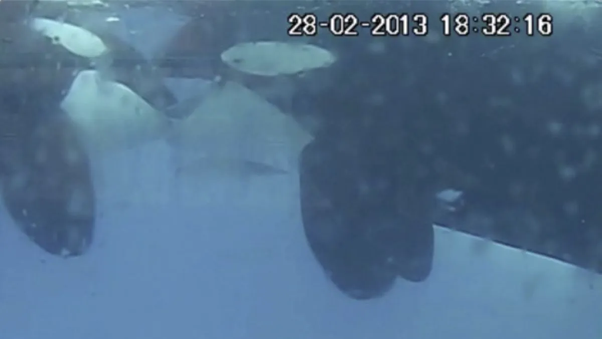 Orcas captured ‘kissing’ on camera for the first time
