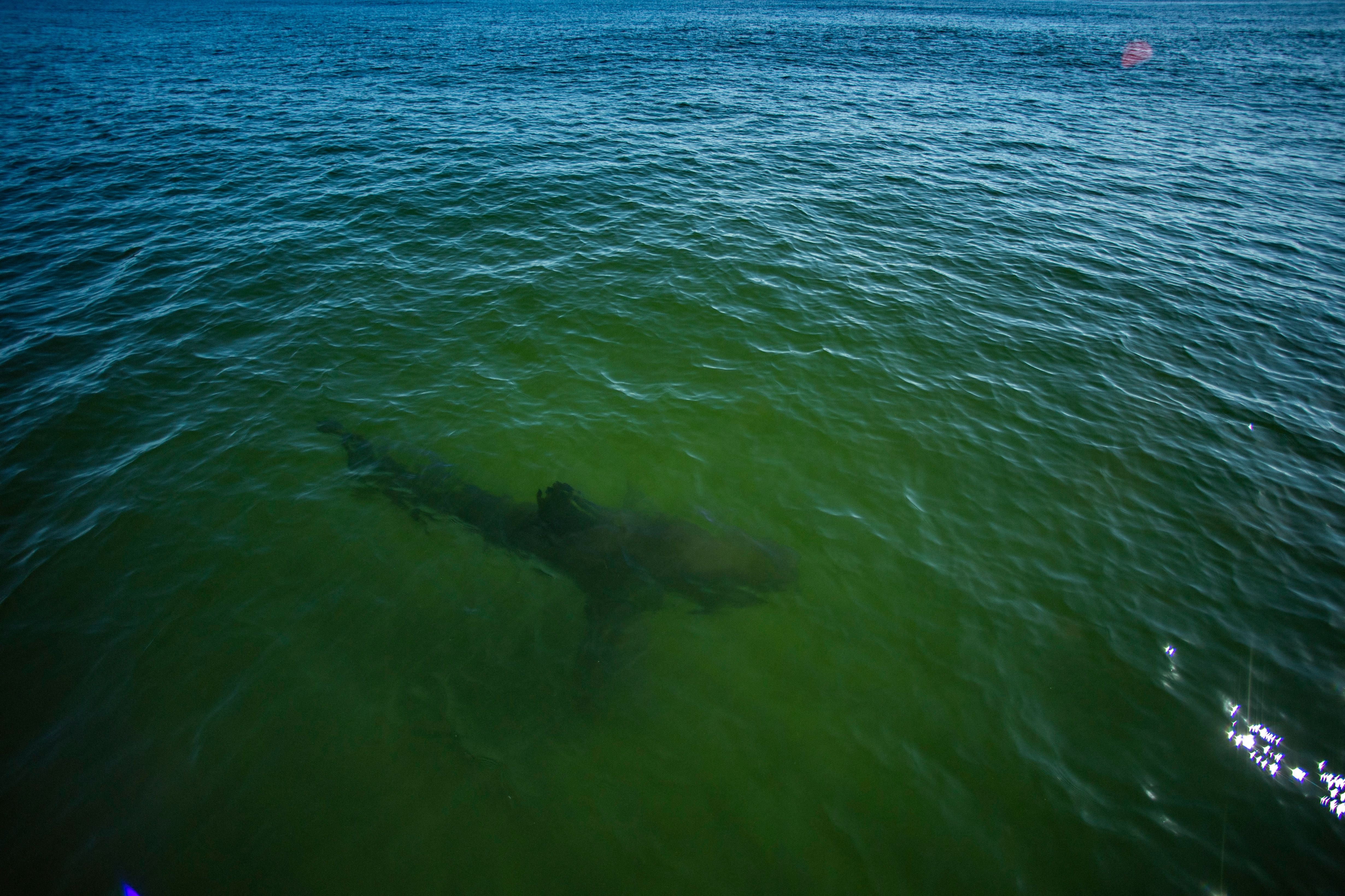 A Great White Shark swims by the research vessels off the coast of Chatham, Massachusetts
