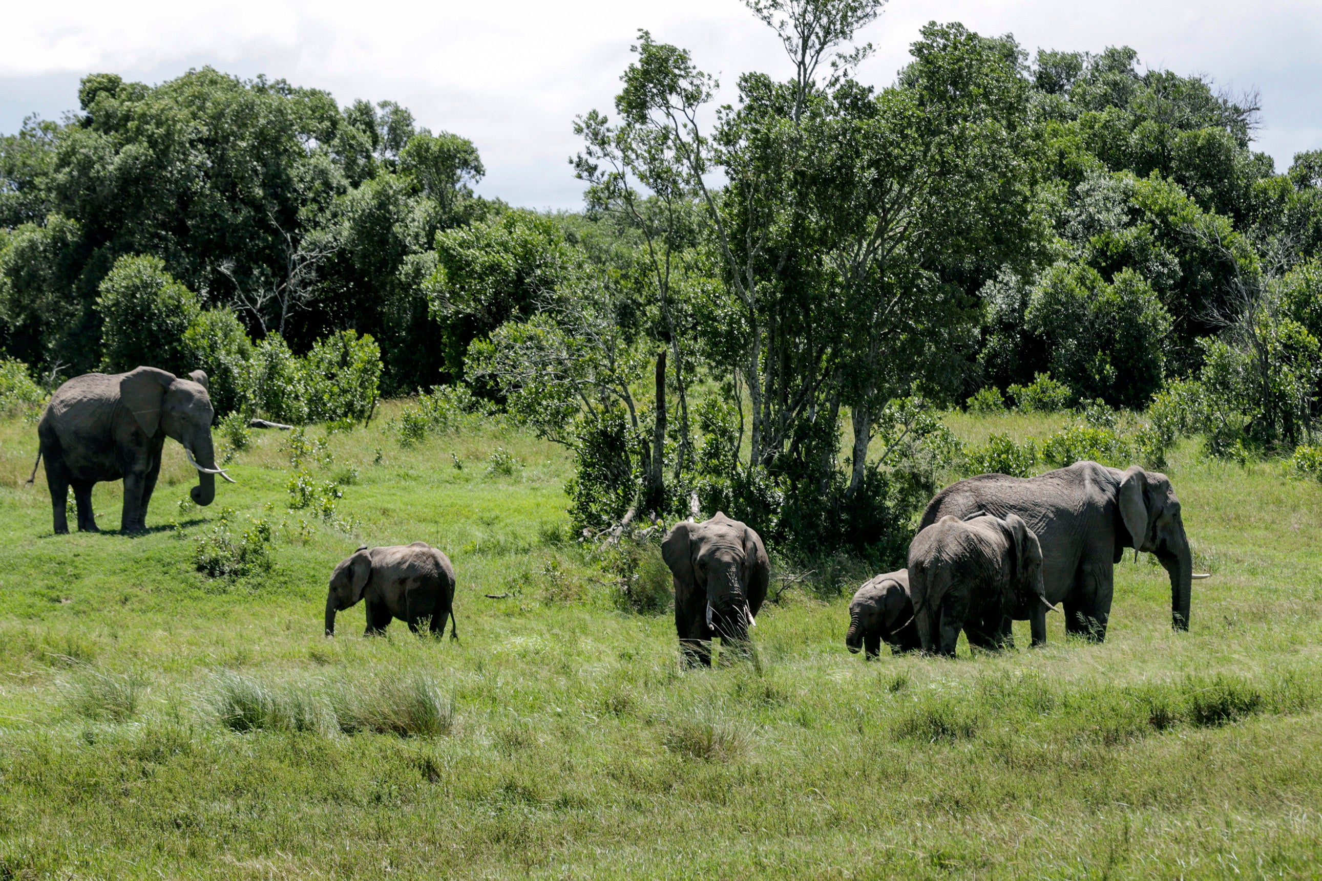 The women were charged by a female elephant, police said (file photo)