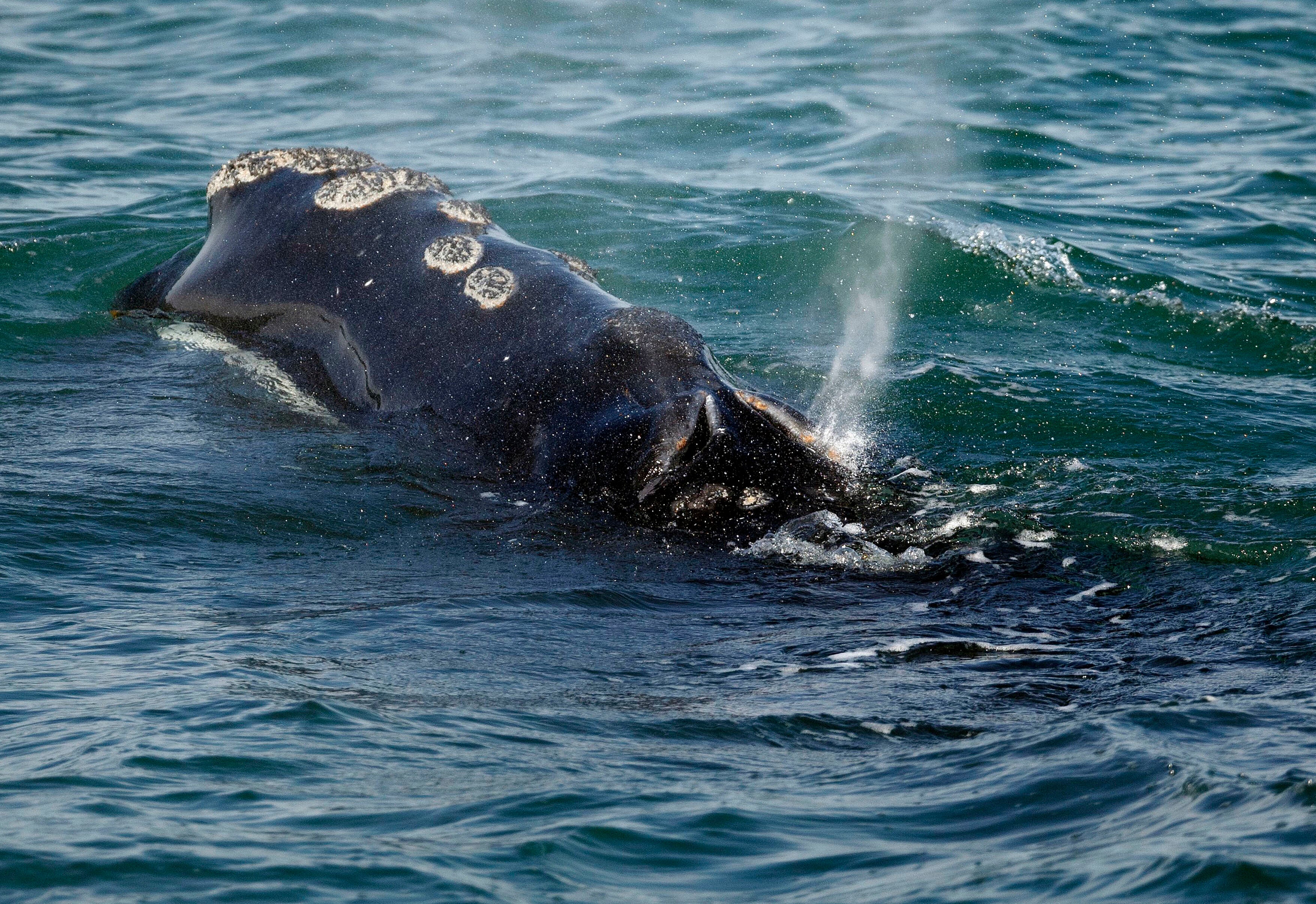 Canada to take steps to protect vanishing North Atlantic right whales from ships