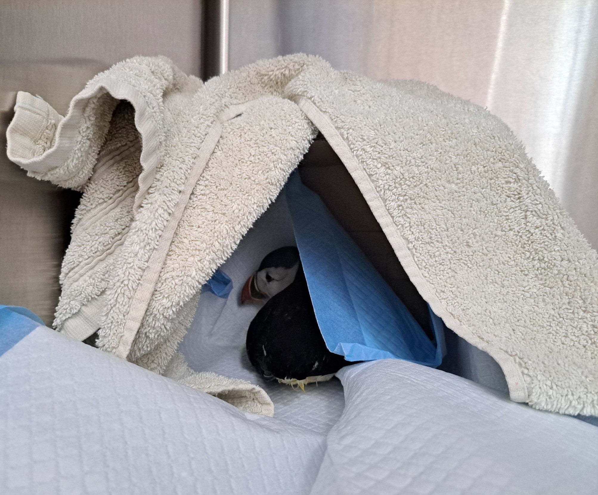 Oona was underweight and weak when she arrived, but has thrived since staff began feeding her