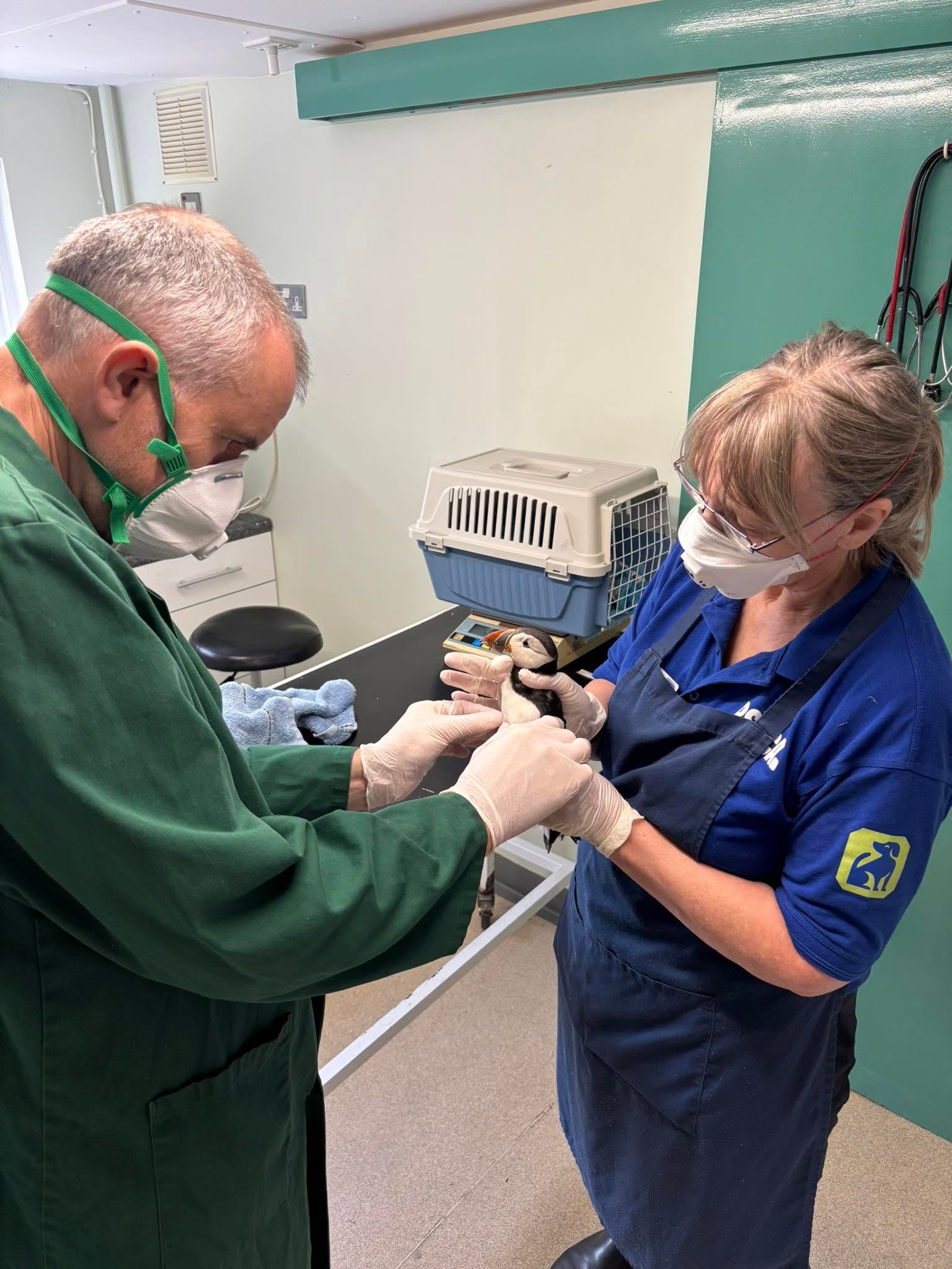 The discovery of a puffin so far inland was highly unusual