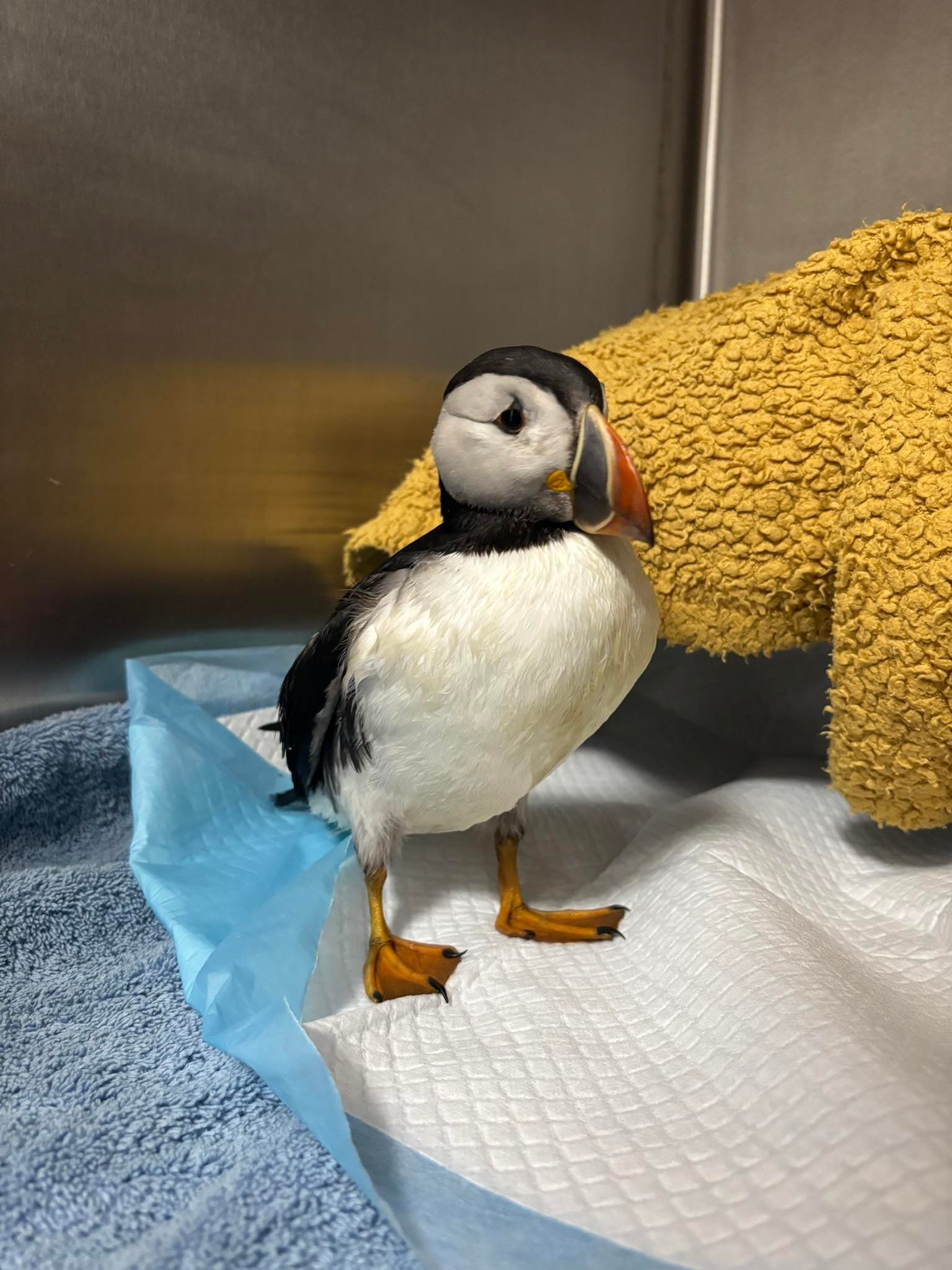 Oona the puffin is being assessed for release after being blown 110 miles inland