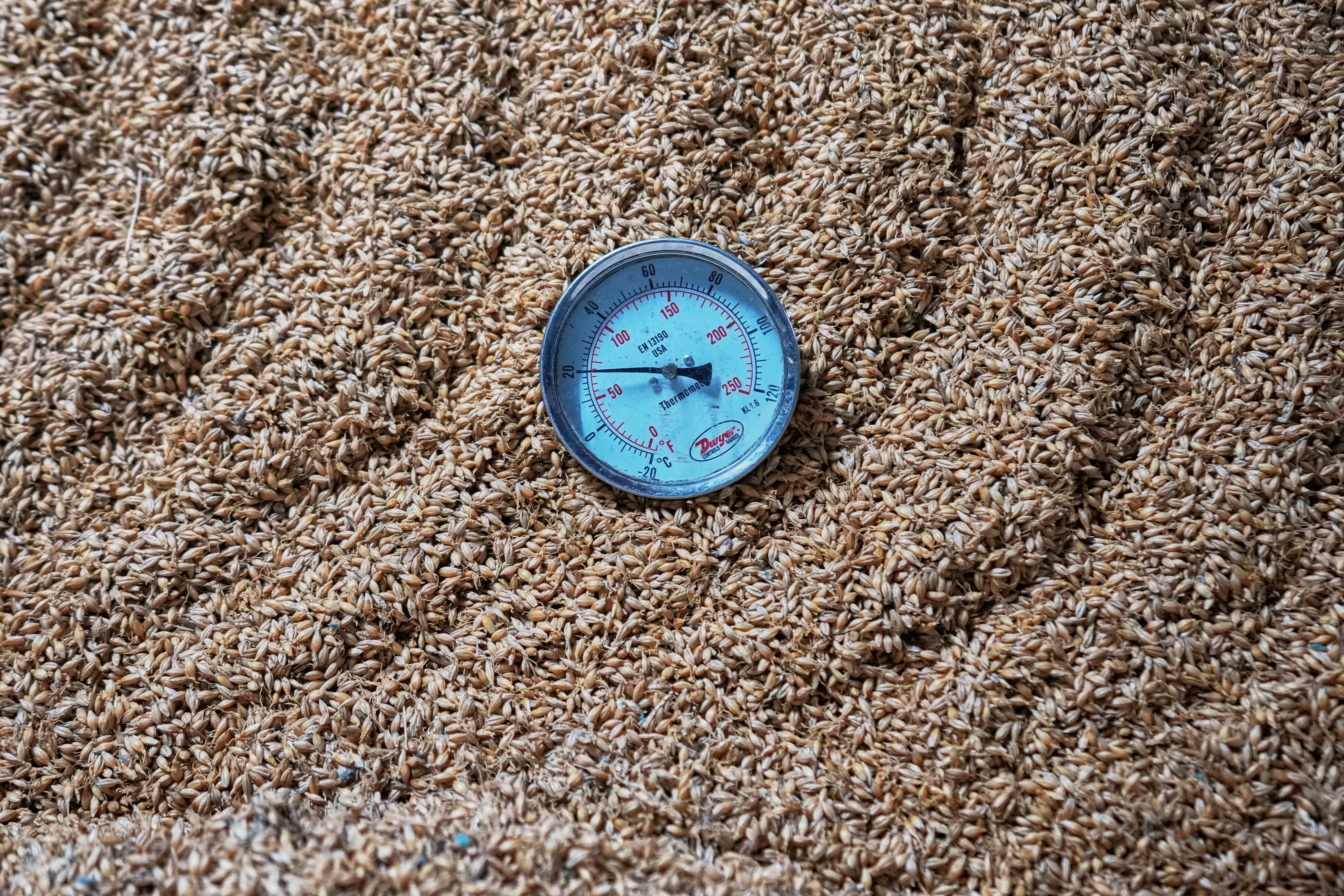 A temperature gauge shows the temperature of barley in a processing unit of the Murree Brewery factory in Rawalpindi, Pakistan, Monday, June 23, 2025. (AP Photo/Anjum Naveed)