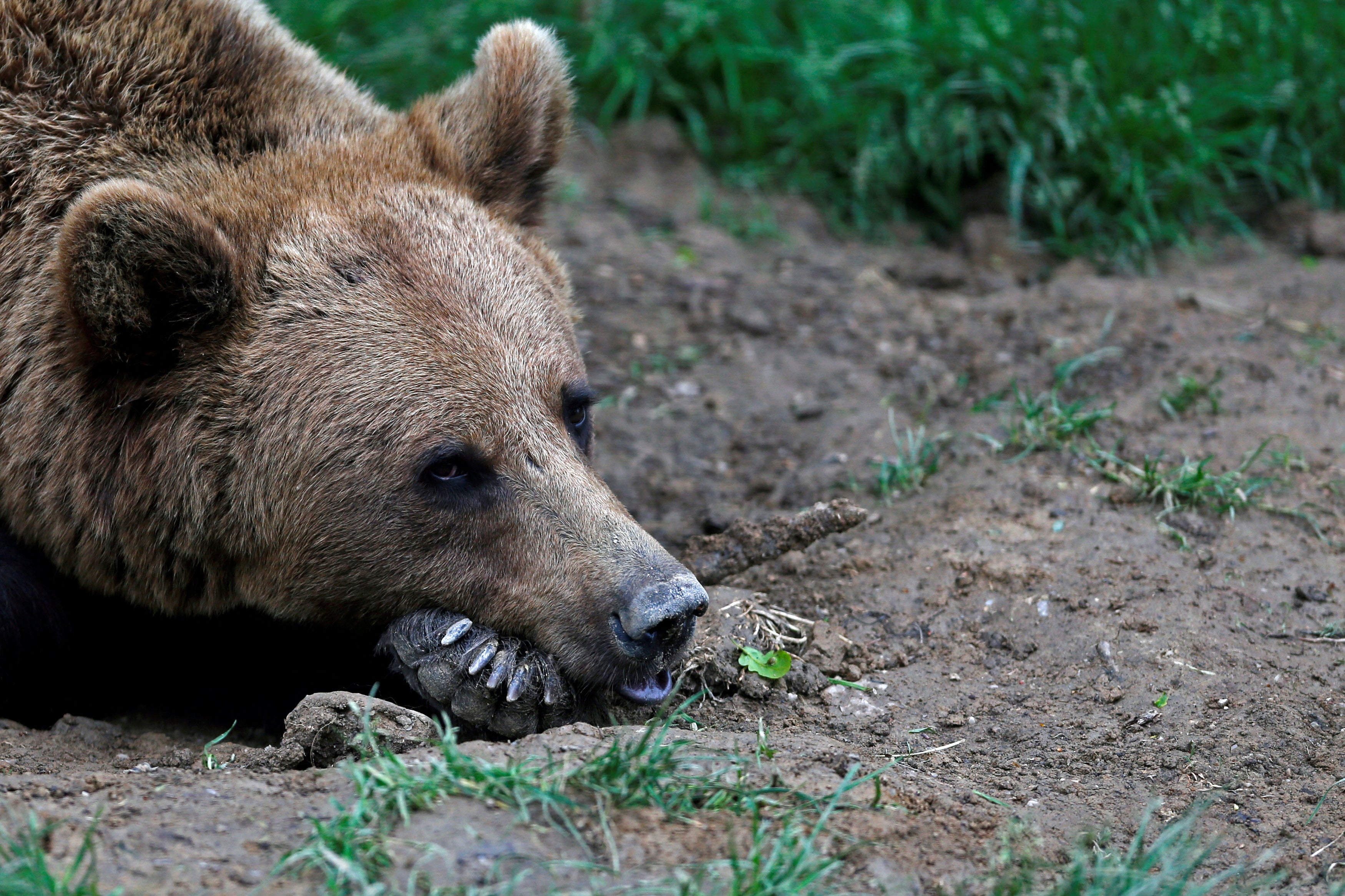Bears have killed nearly 30 people in Romania in the last two decades (file photo)