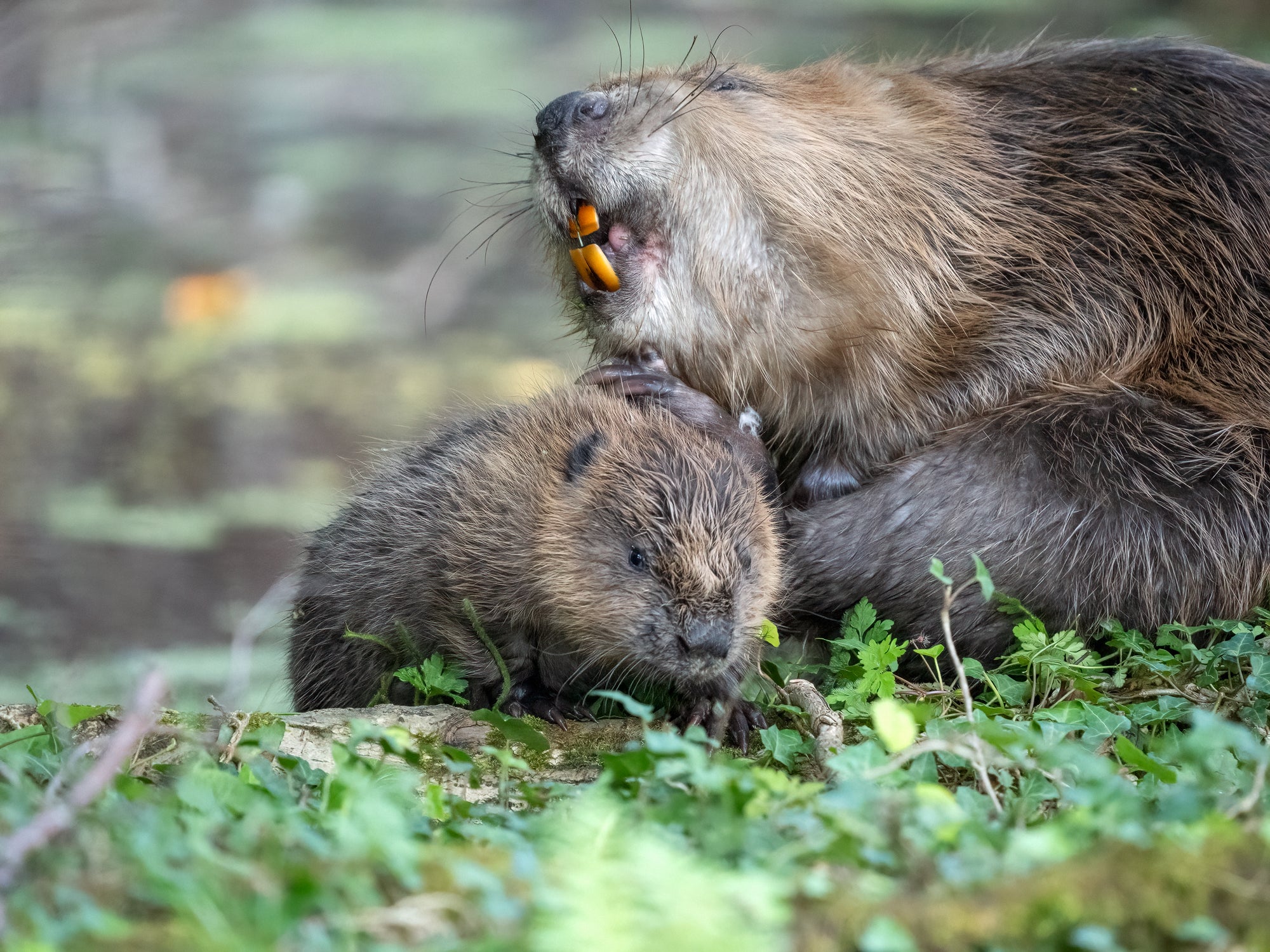 Female beaver and kit on the National Trust Holnicote Estate, in Exmoor, Somerset